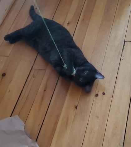 Amar, a Adoptable mixed breed in Montreal, QC image 1/3