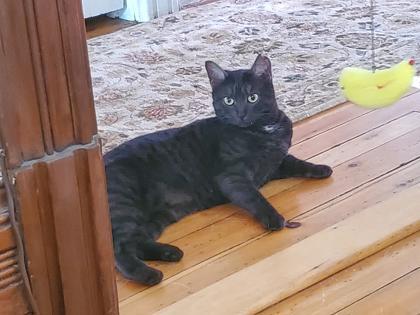 Amar, a Adoptable mixed breed in Montreal, QC image 2/3