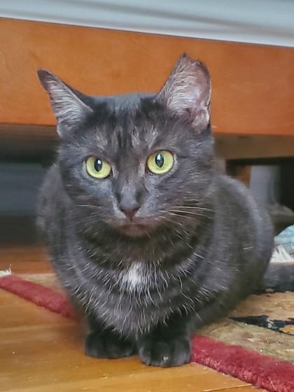 Amar, a Adoptable mixed breed in Montreal, QC image 3/3