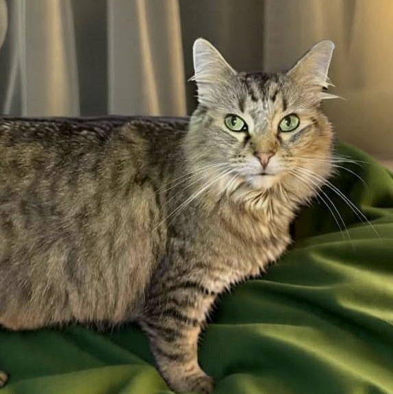 Beebee, Adult Female Domestic Long Hair