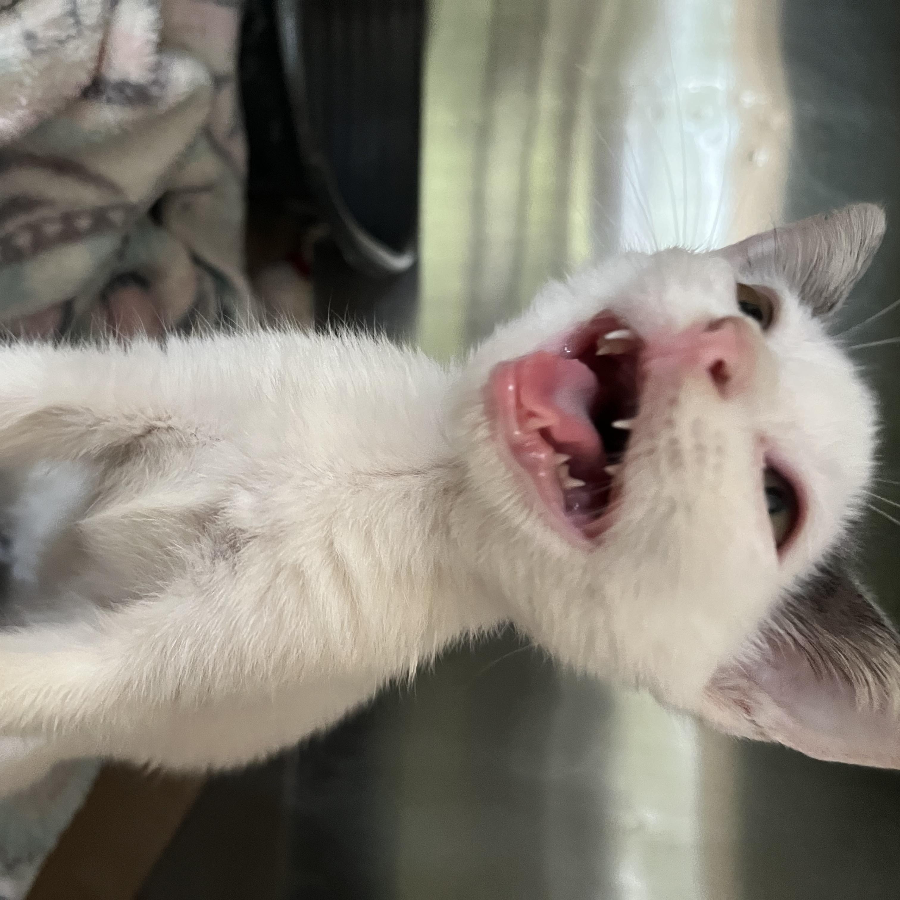 Enlarge Bernice, a ADOPTABLE Domestic Short Hair in Hammond, LA image 2/3