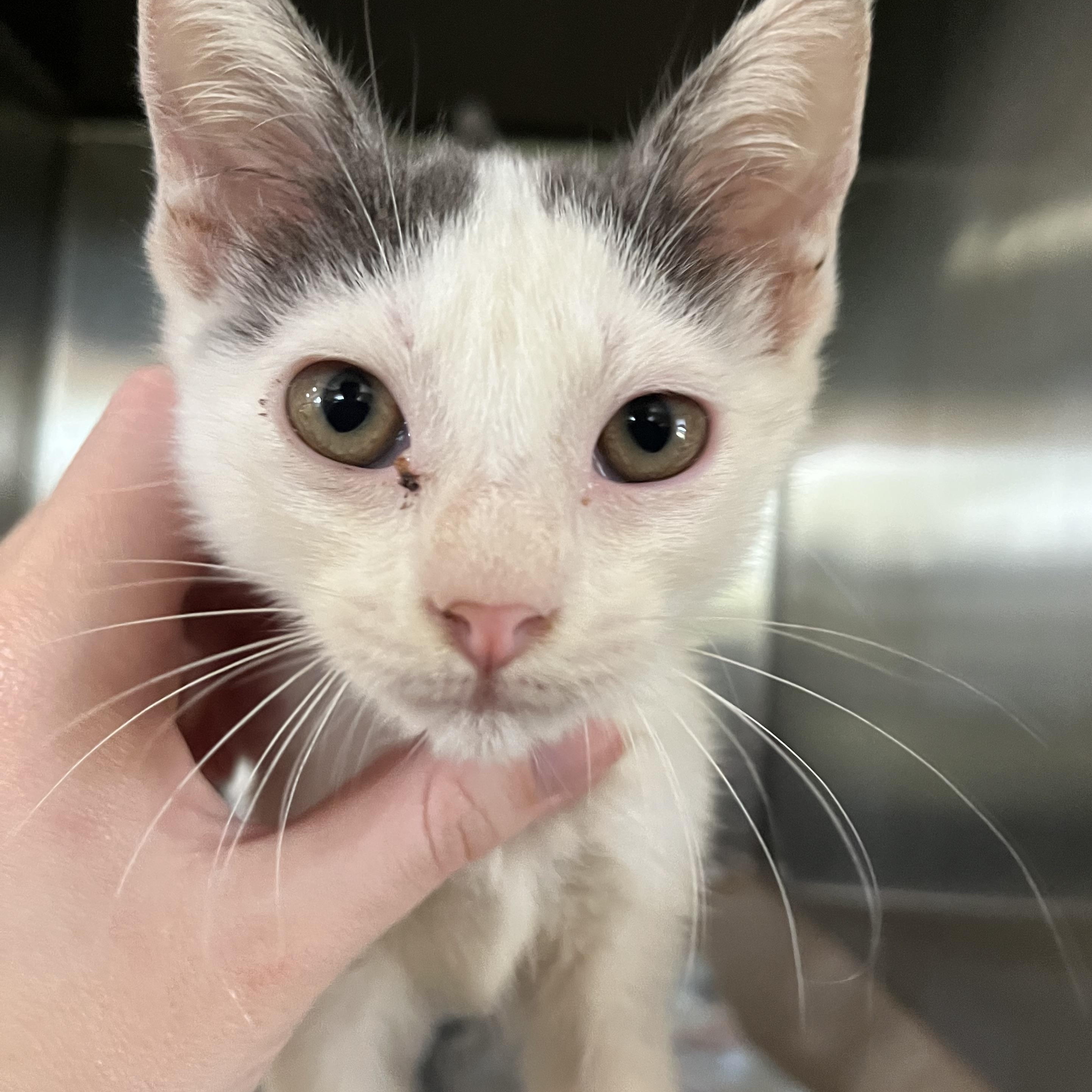 Enlarge Bernice, a ADOPTABLE Domestic Short Hair in Hammond, LA image 3/3