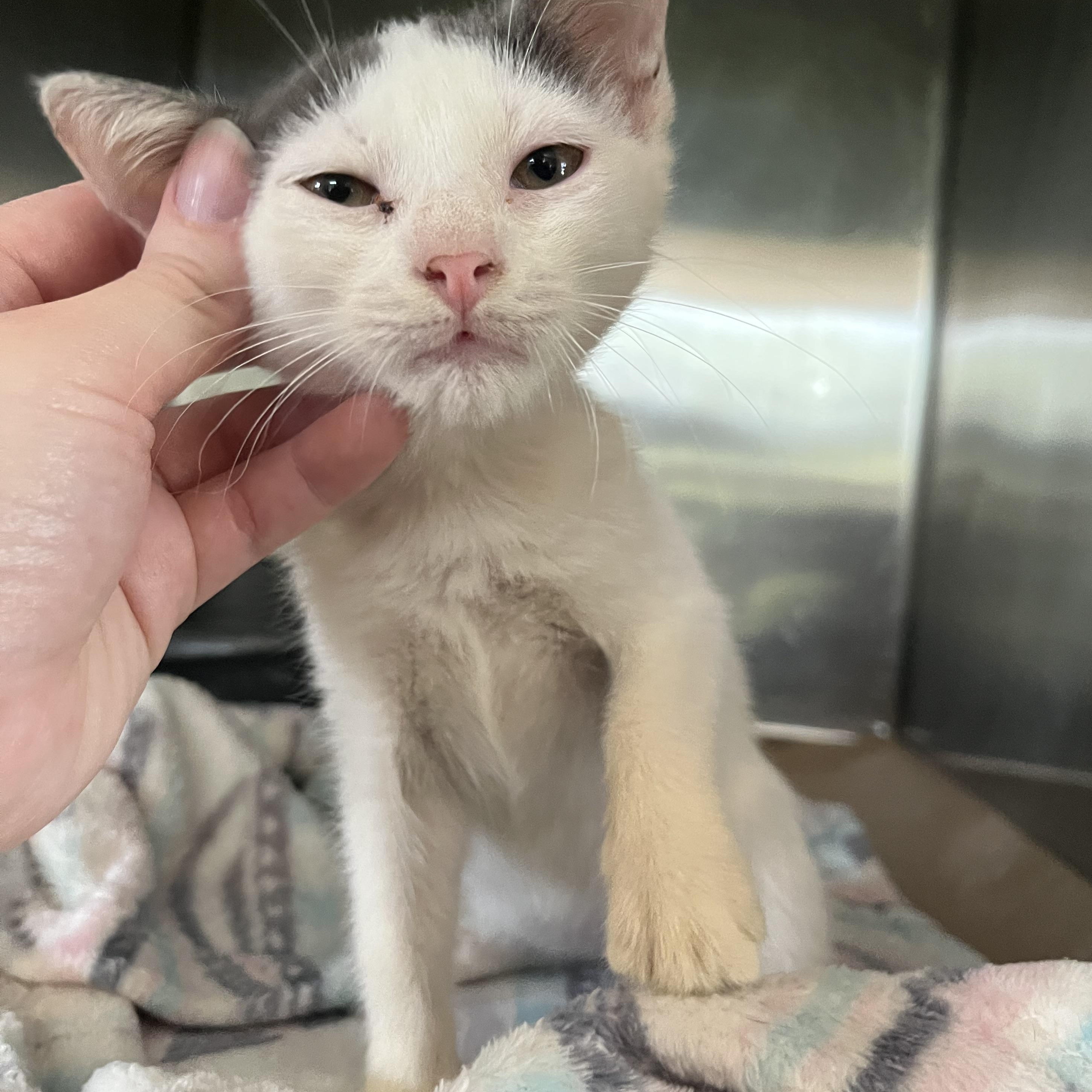 Bernice, ADOPTABLE, Kitten Female Domestic Short Hair.