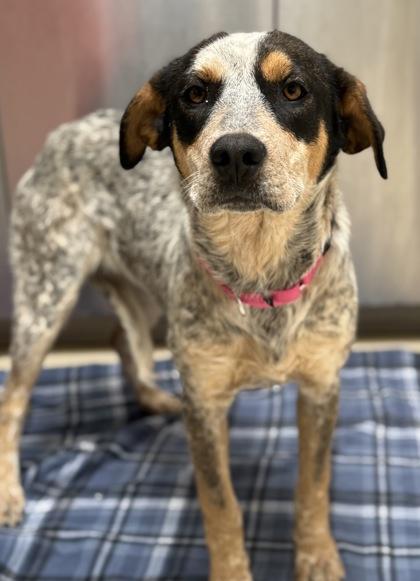 Izzie, adopted, Young Female Australian Cattle Dog / Blue Heeler & Border Collie.