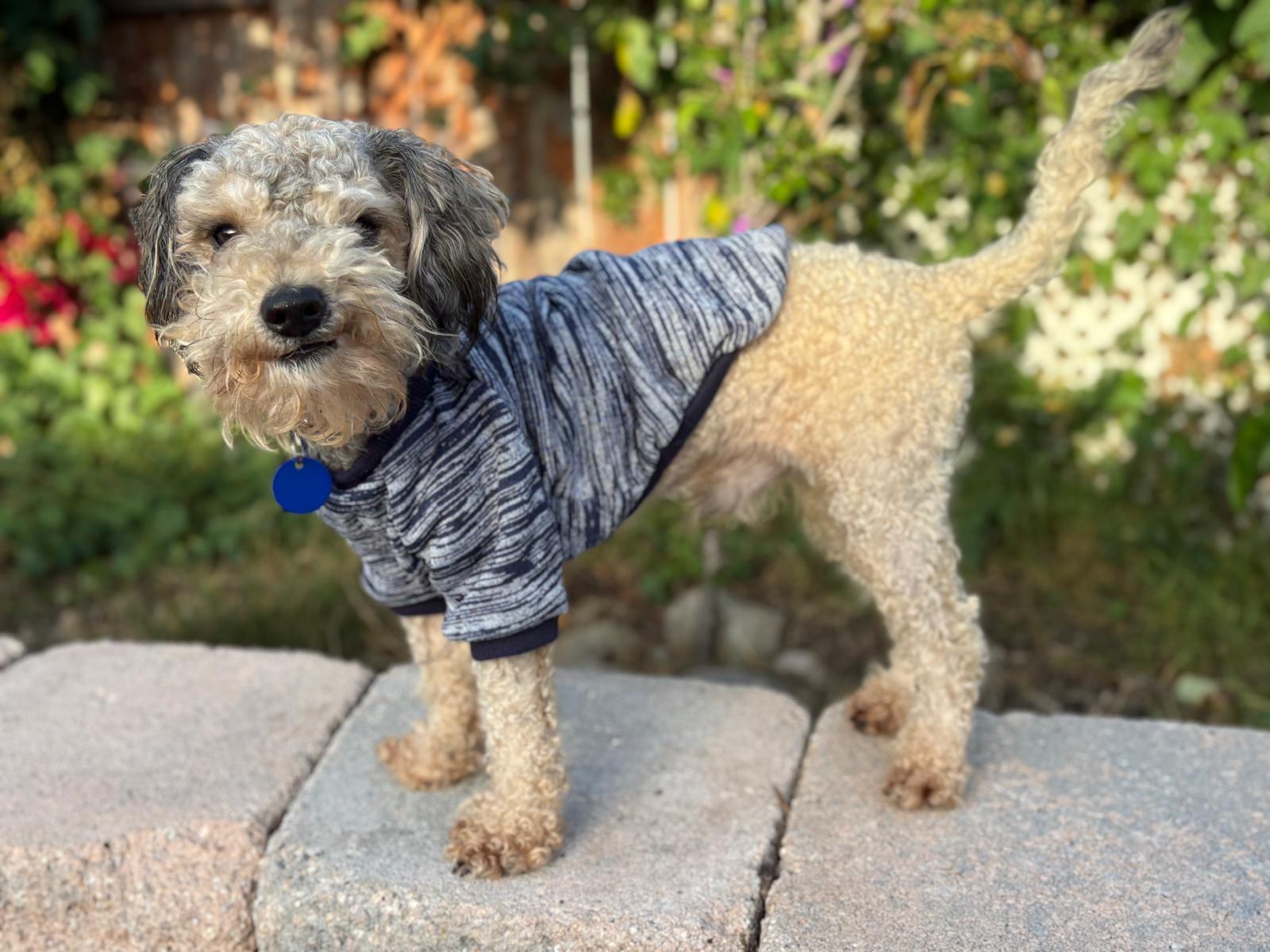 Enlarge Ardemis, an adopted Schnoodle in San Diego, CA image 1/6