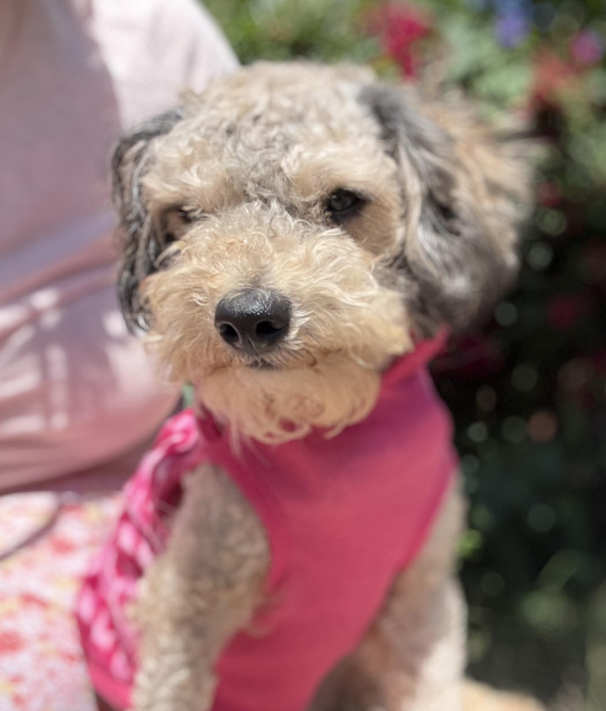 Enlarge Ardemis, an adopted Schnoodle in San Diego, CA image 4/6
