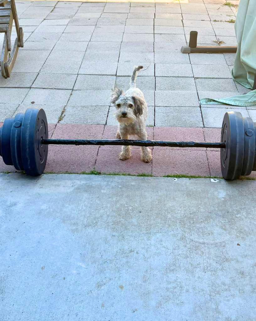 Enlarge Ardemis, an adopted Schnoodle in San Diego, CA image 5/6