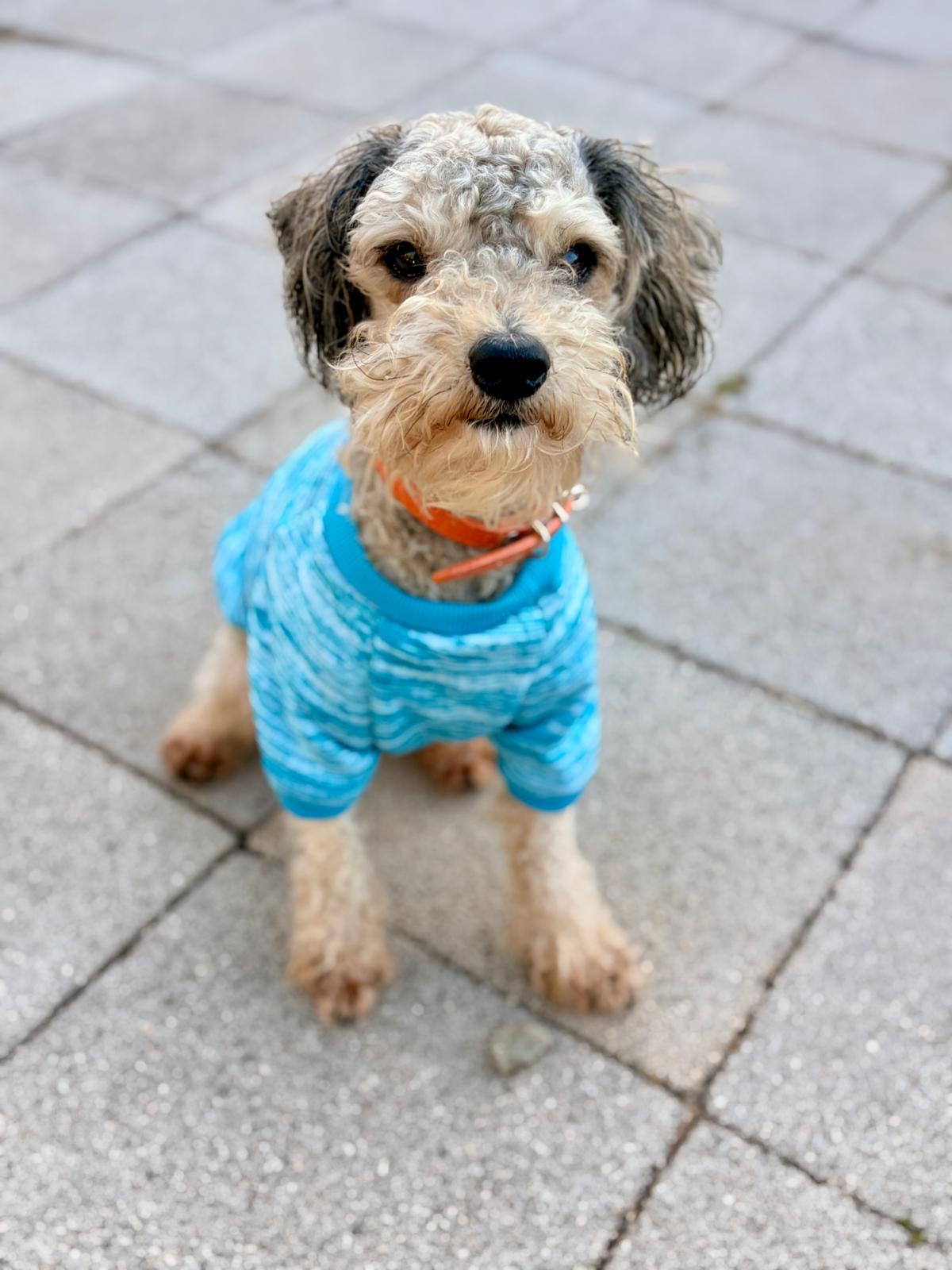 Enlarge Ardemis, an adopted Schnoodle in San Diego, CA image 2/6