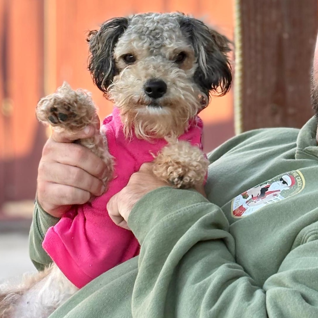 Enlarge Ardemis, an adopted Schnoodle in San Diego, CA image 3/6