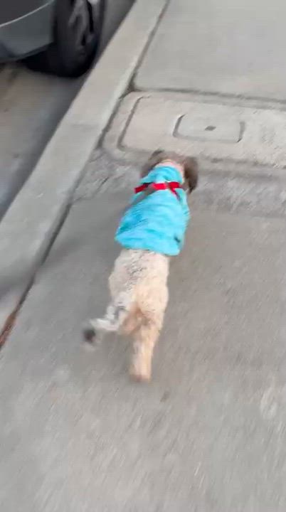 Enlarge Ardemis, an adopted Schnoodle in San Diego, CA video 6/6
