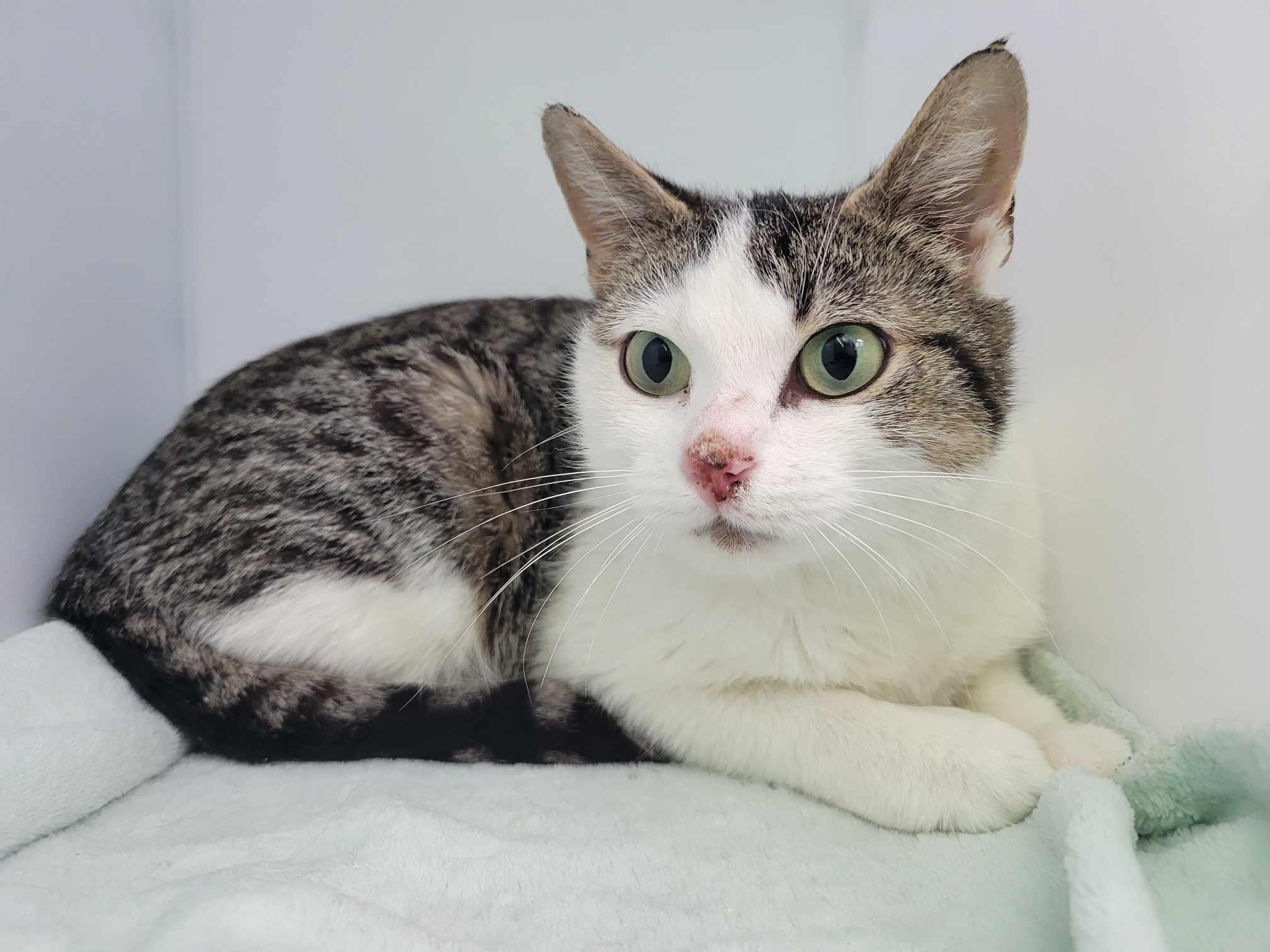Magnolia, an adopted Domestic Short Hair in Delson, QC_image-1