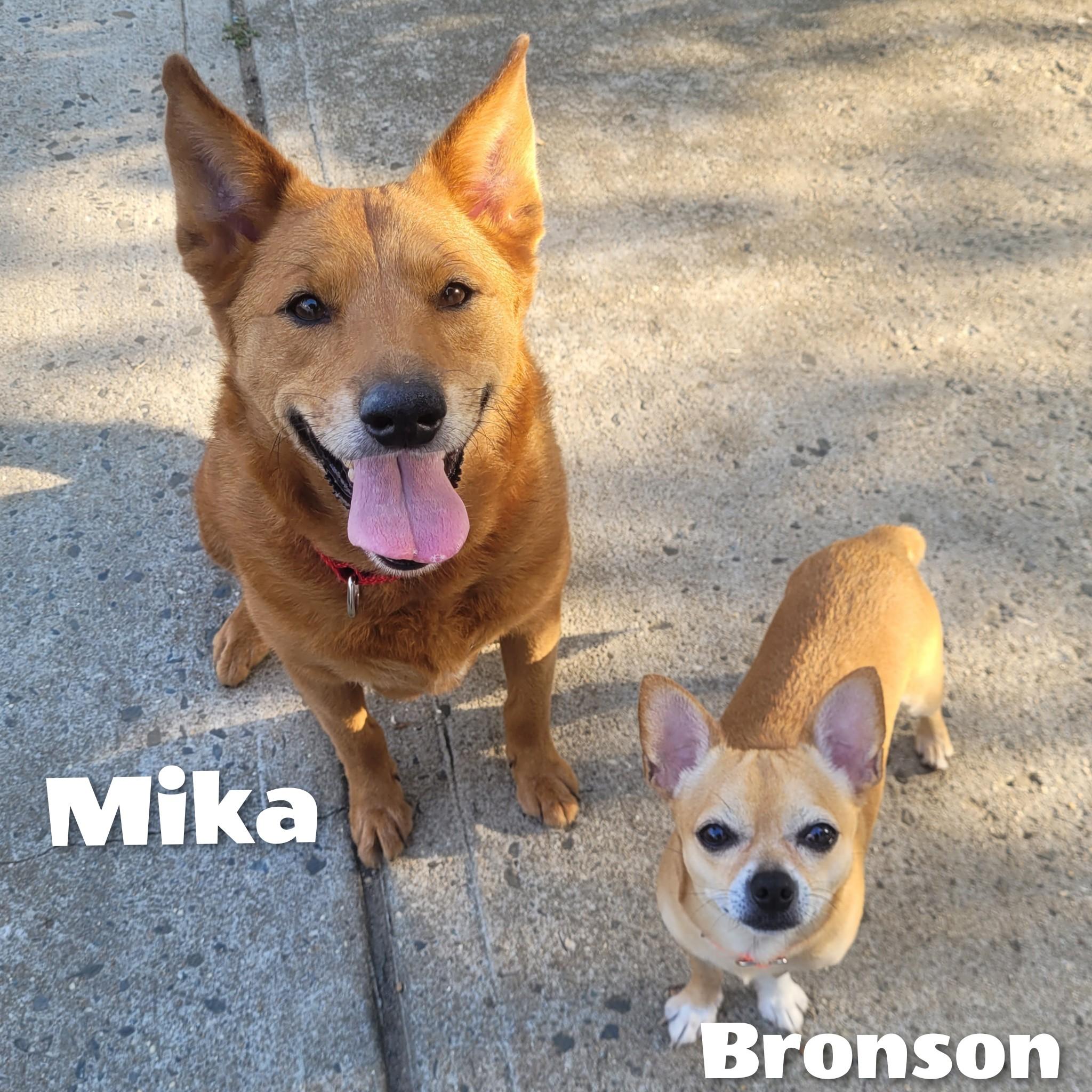 Bronson, Adoptable, Young Male Chihuahua.