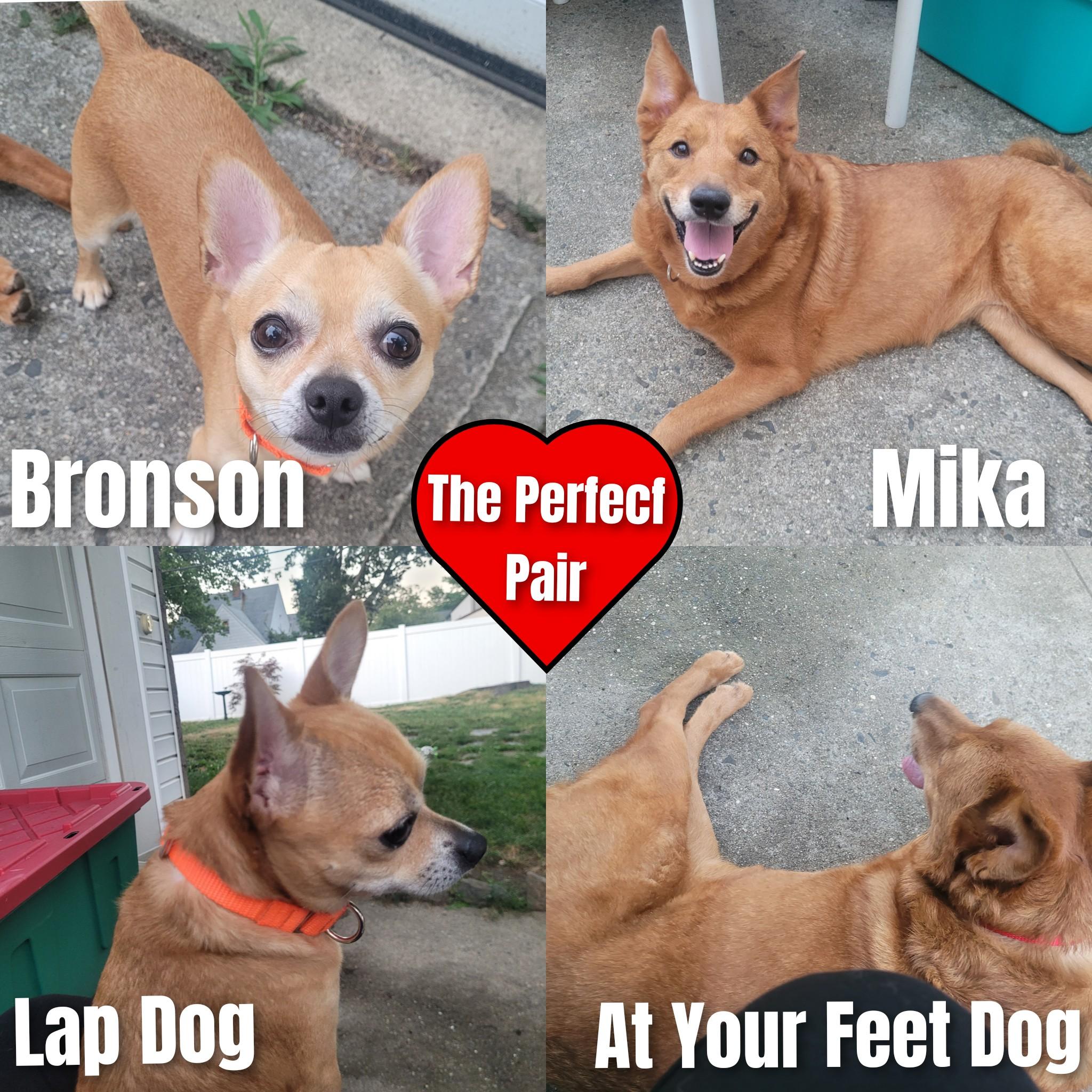 Bronson, a Adoptable Chihuahua in Bayside, NY image 2/3