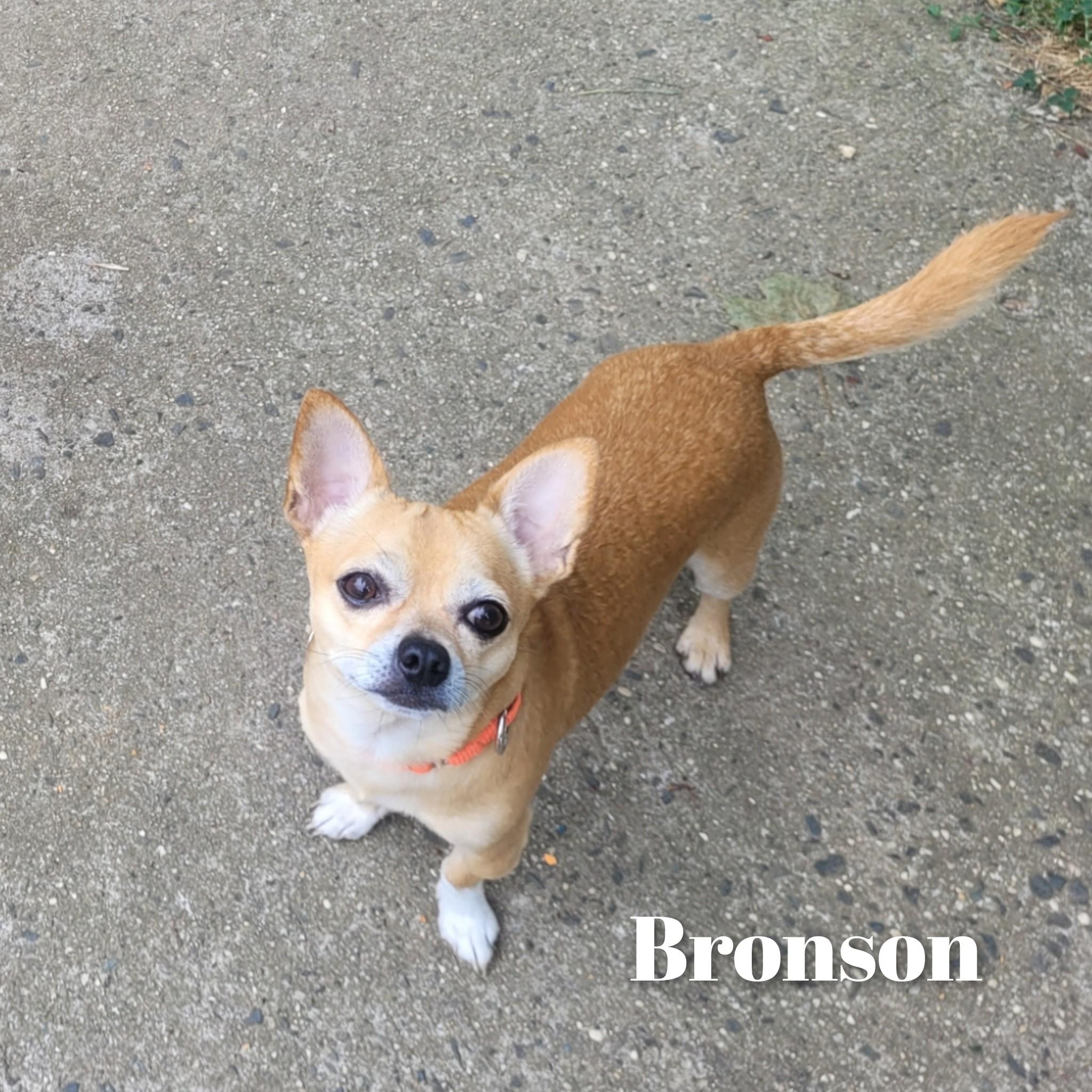 Bronson, a Adoptable Chihuahua in Bayside, NY image 3/3