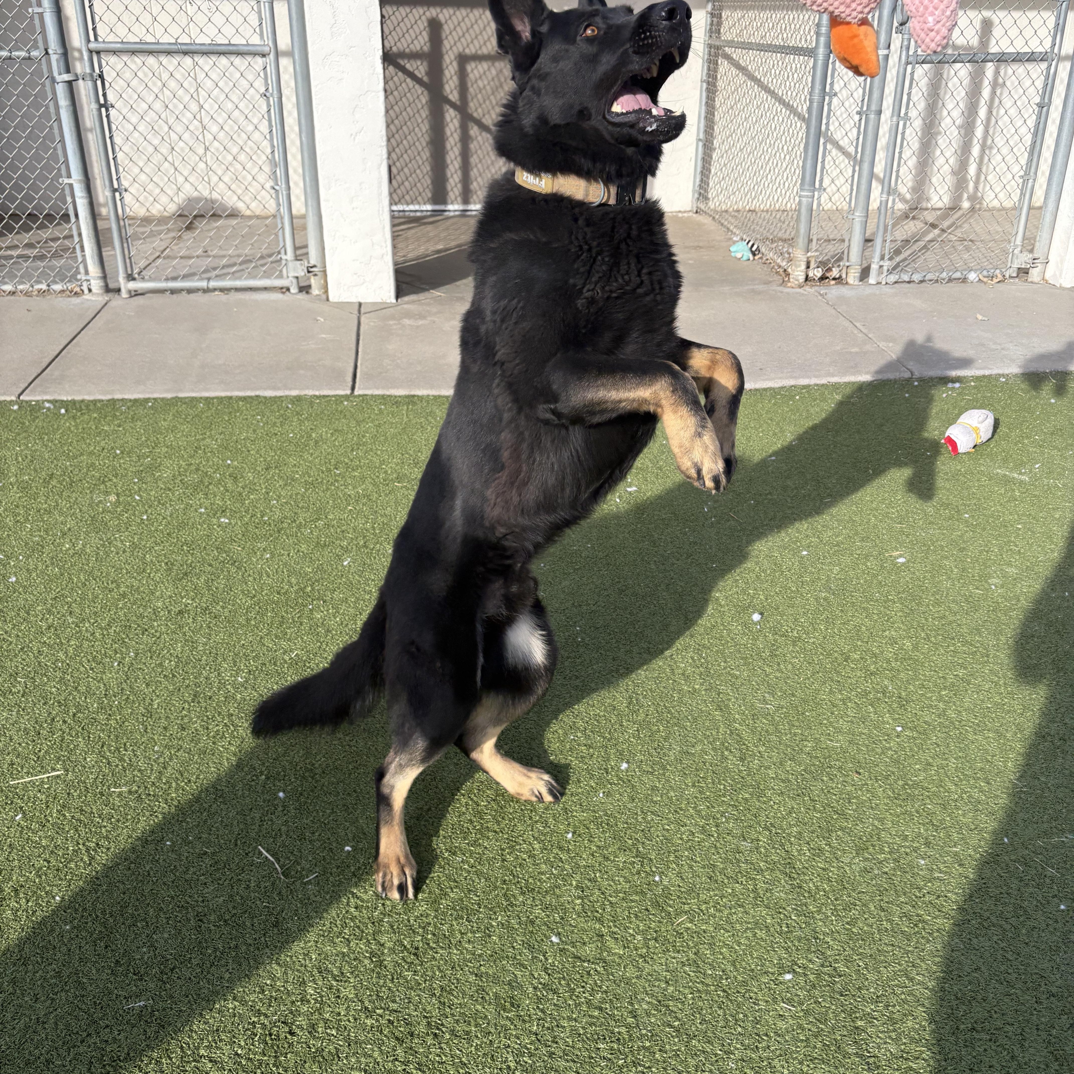 Fritz, an adopted mixed breed in Hays, KS image 3/6