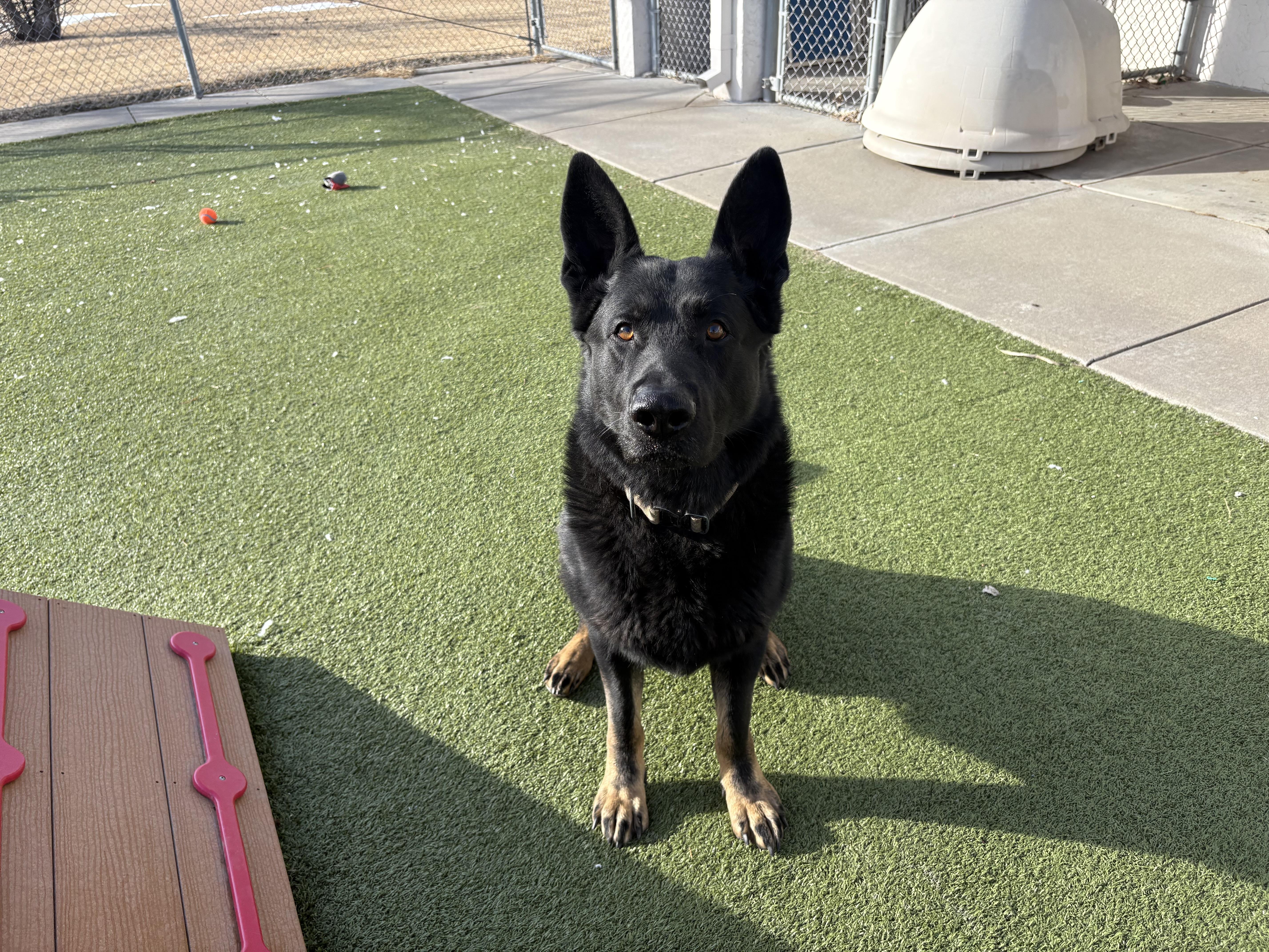 Fritz, an adopted mixed breed in Hays, KS image 1/6