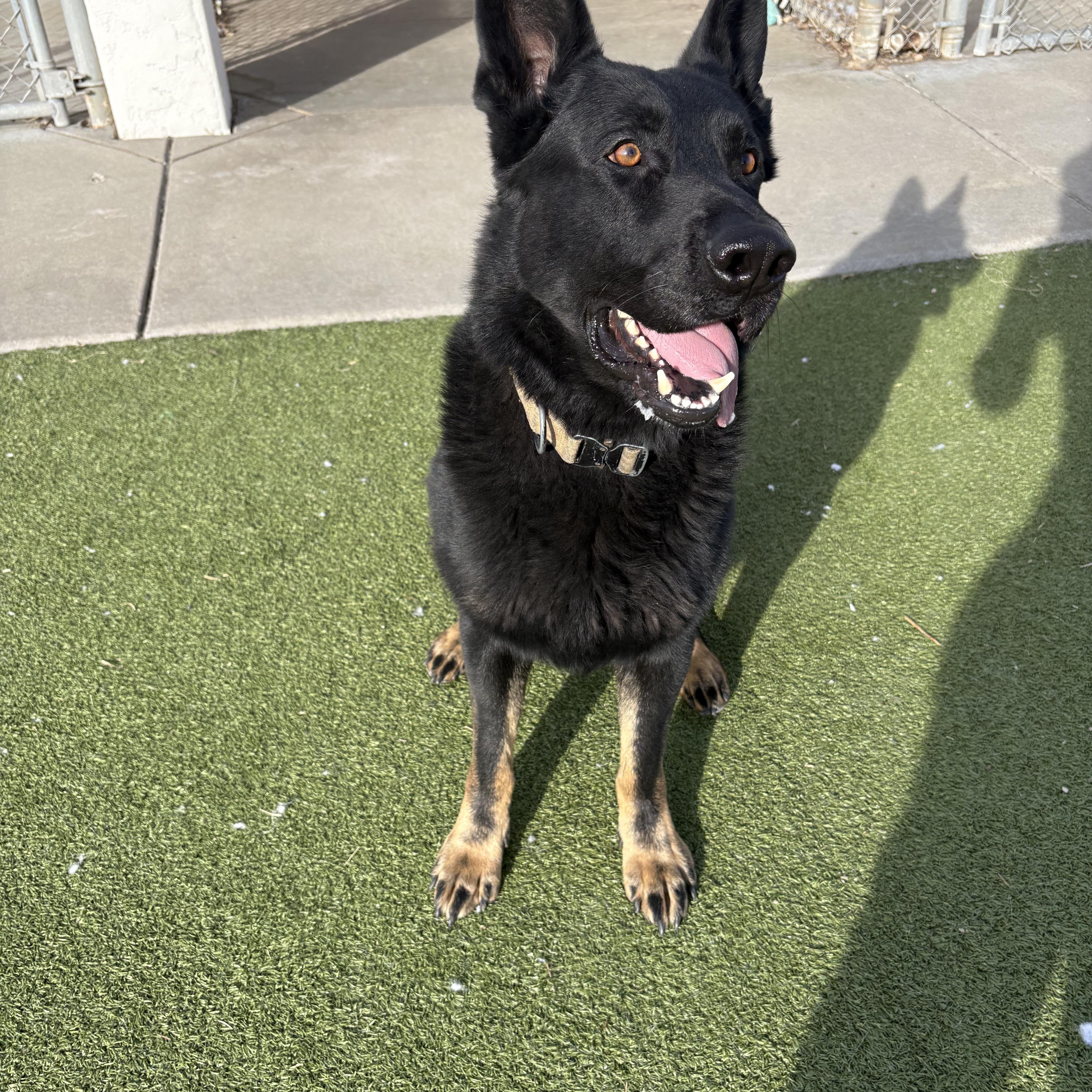 Fritz, an adopted mixed breed in Hays, KS image 2/6