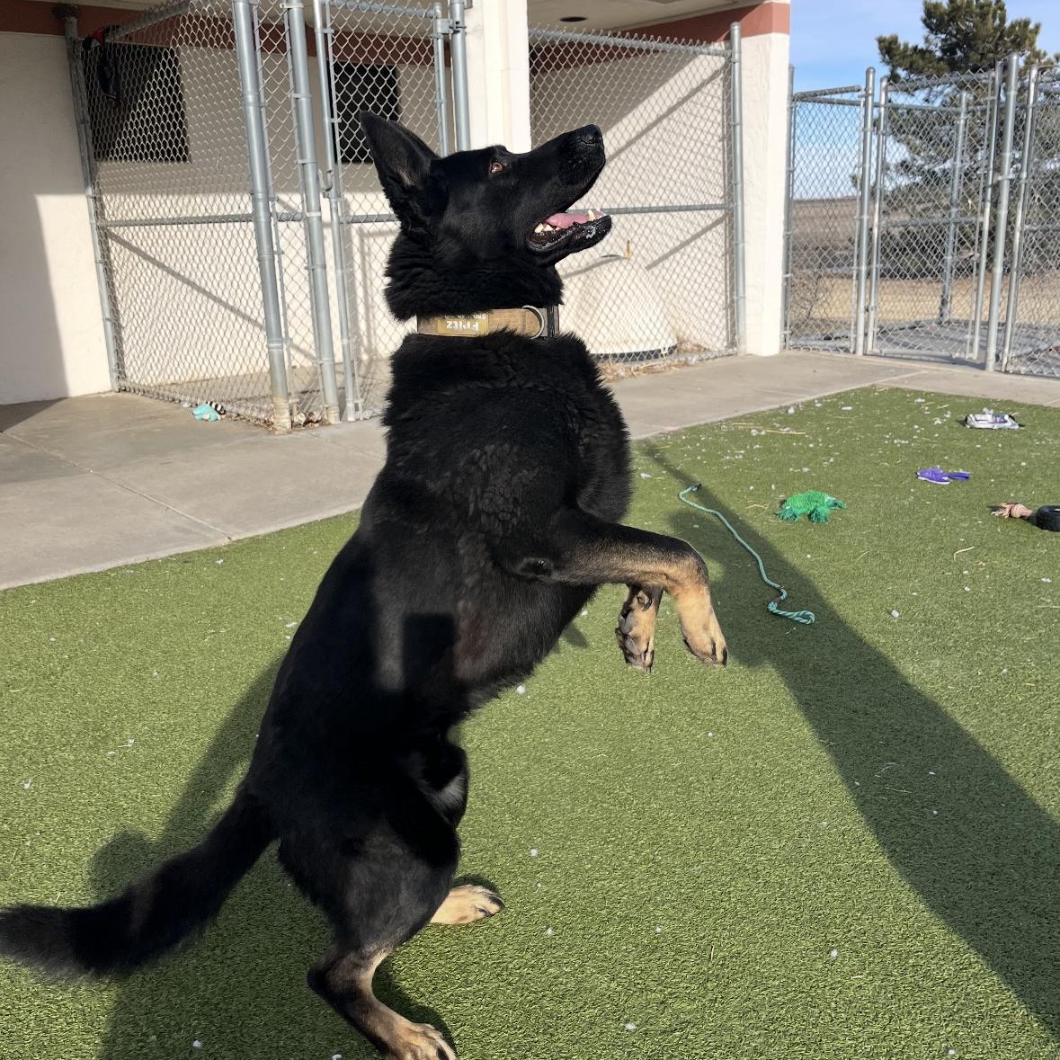 Fritz, an adopted mixed breed in Hays, KS image 6/6