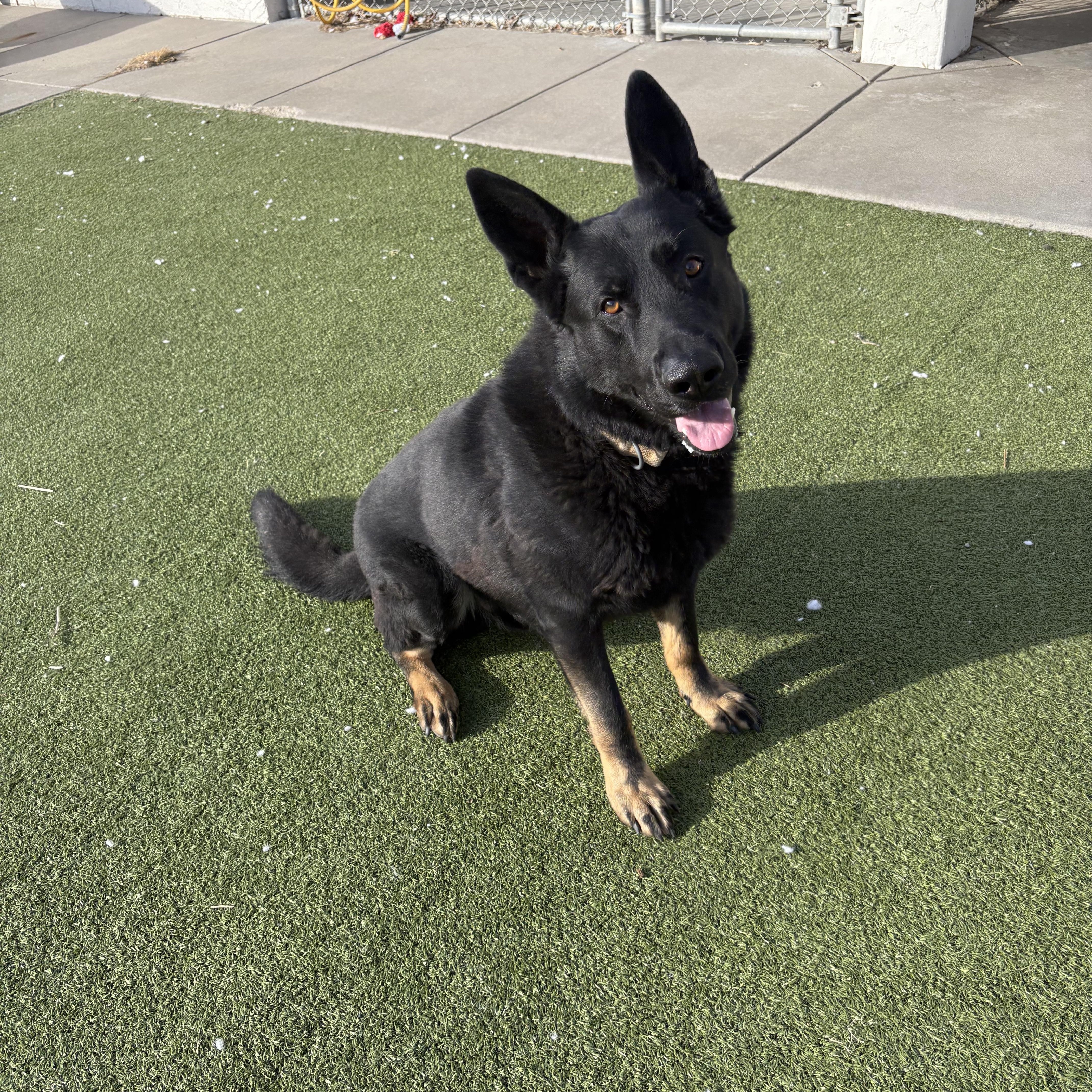 Fritz, an adopted mixed breed in Hays, KS image 4/6