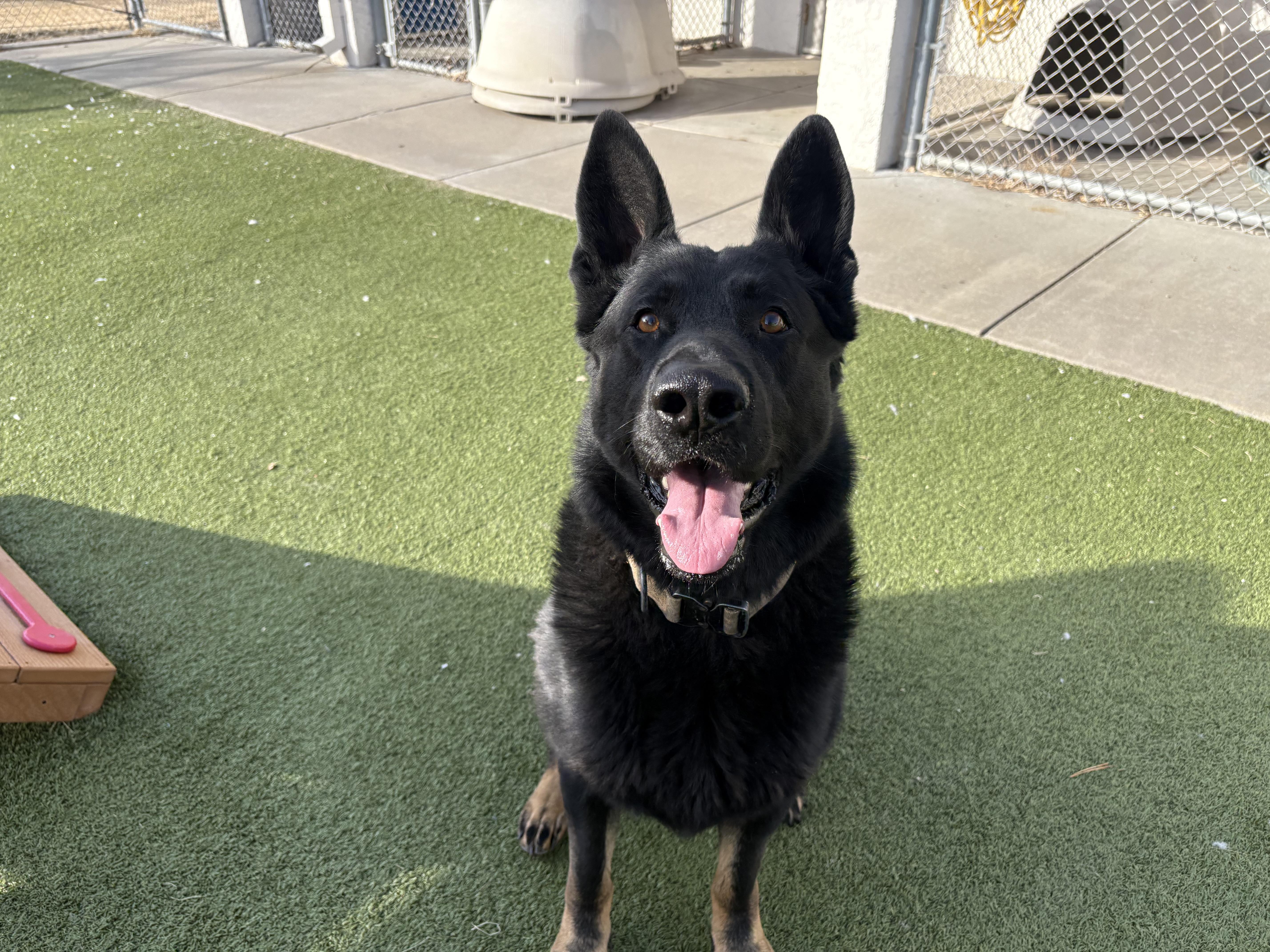 Fritz, an adopted mixed breed in Hays, KS image 5/6