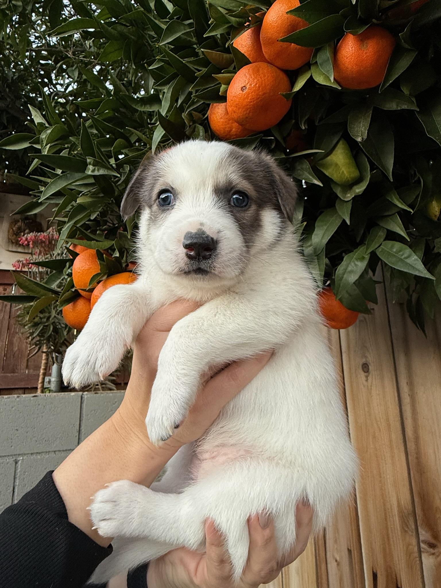 Brie, an adopted mixed breed in Rancho Santa Fe, CA image 1/3