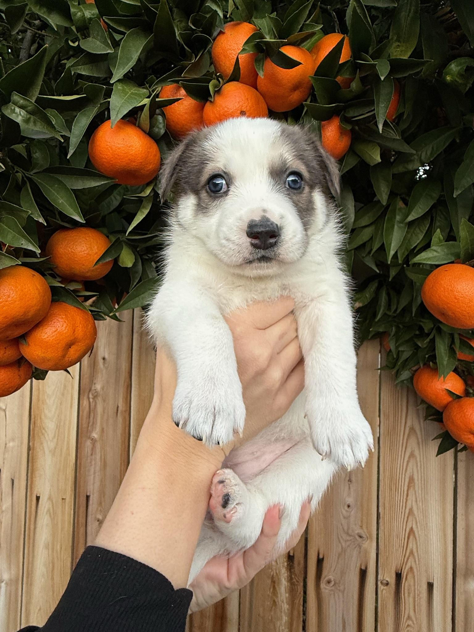 Brie, an adopted mixed breed in Rancho Santa Fe, CA image 2/3