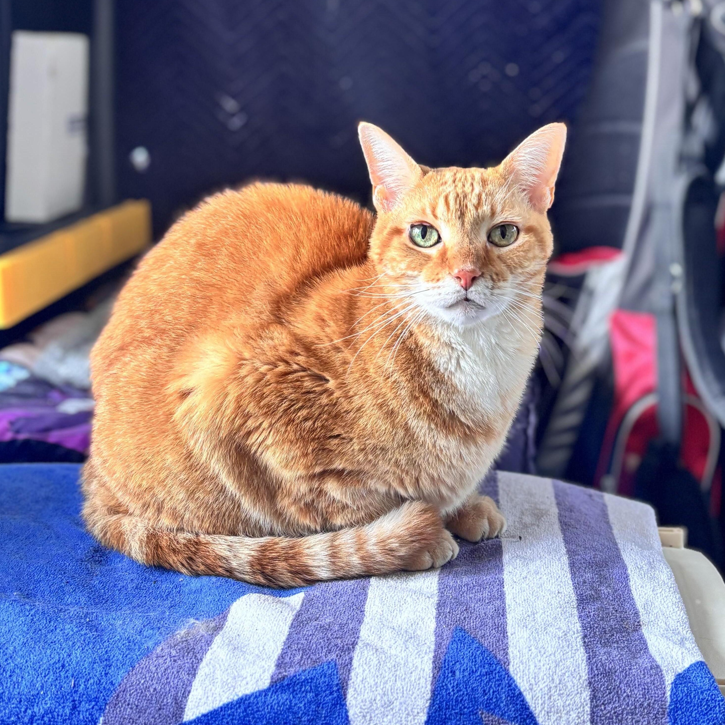 Enlarge Jiji, a ADOPTABLE Tabby in Closter, NJ image 1/5