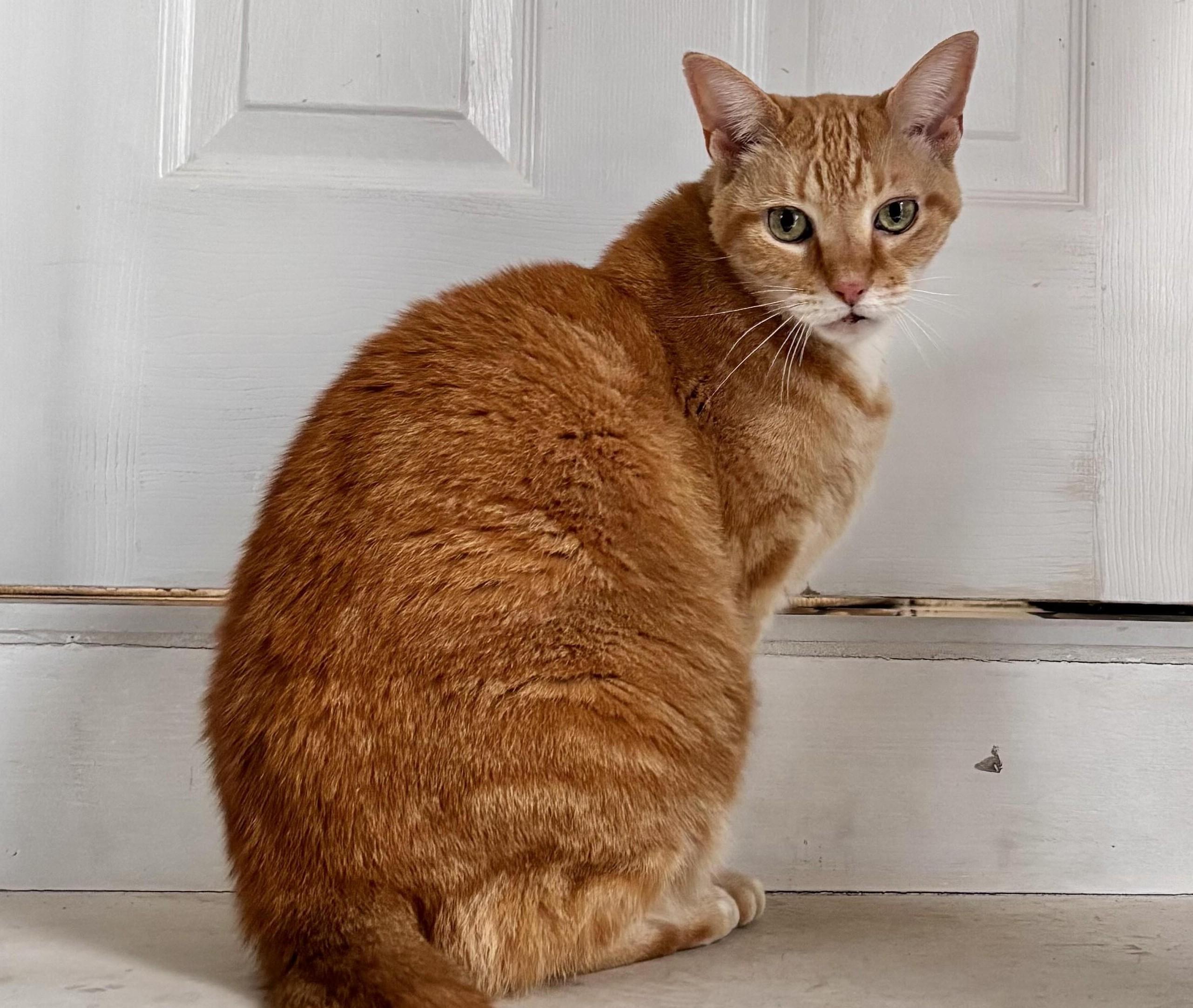 Enlarge Jiji, a ADOPTABLE Tabby in Closter, NJ image 2/5