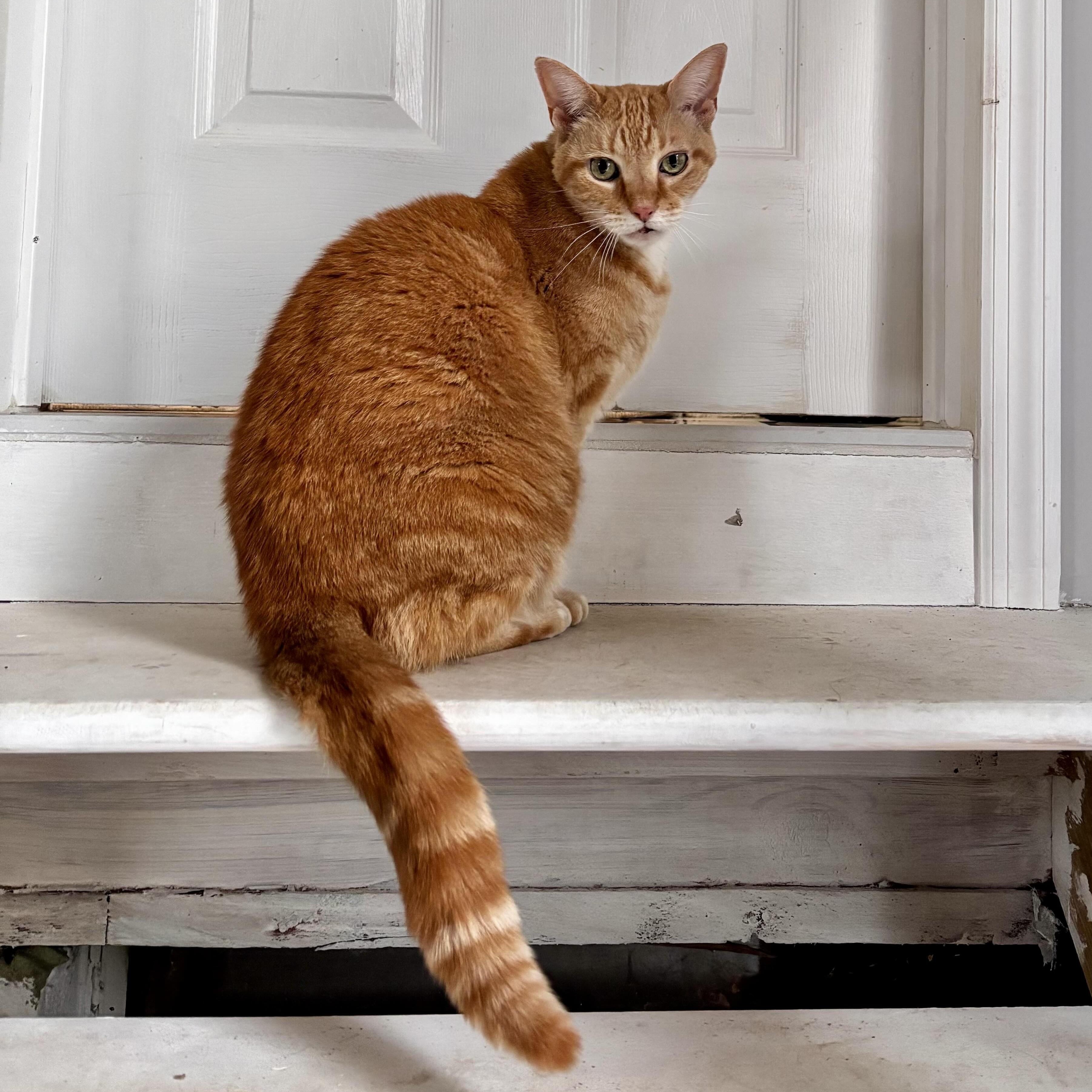 Enlarge Jiji, a ADOPTABLE Tabby in Closter, NJ image 4/5