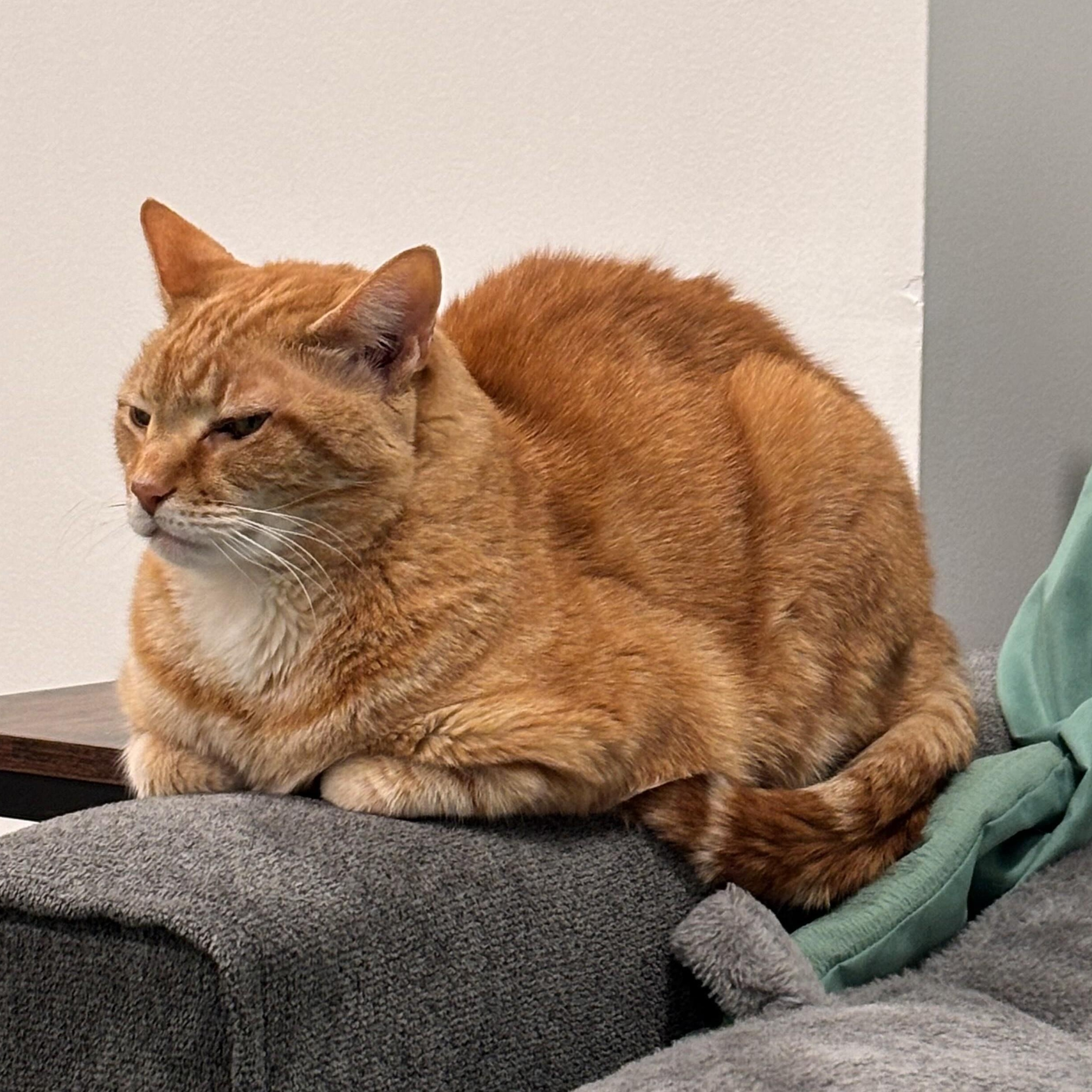 Enlarge Jiji, a ADOPTABLE Tabby in Closter, NJ image 3/5