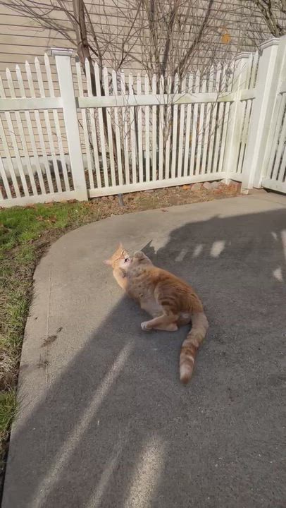 Enlarge Jiji, a ADOPTABLE Tabby in Closter, NJ video 5/5