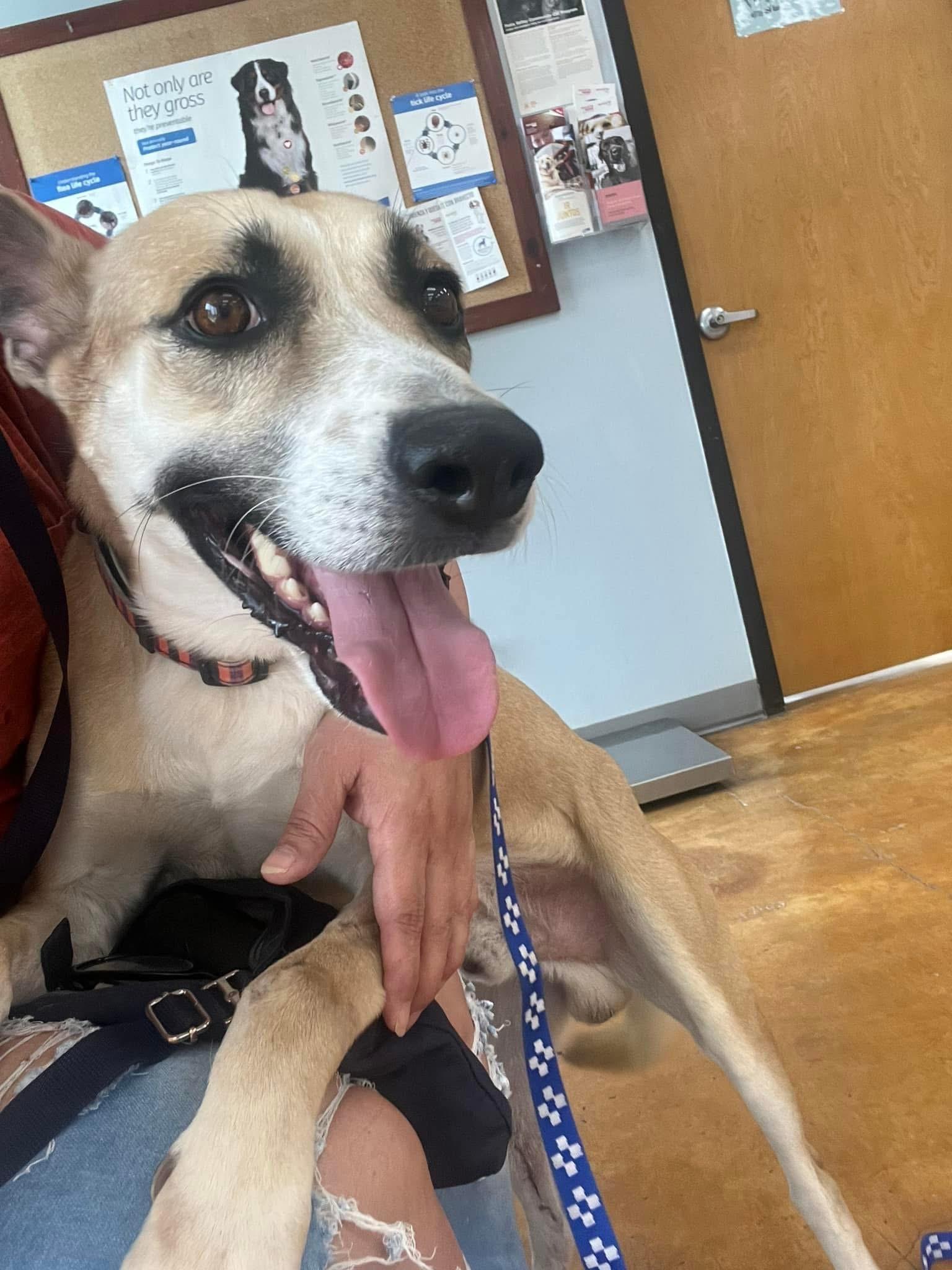 Enlarge Dodger, a Adoptable mixed breed in Harlingen, TX image 5/5