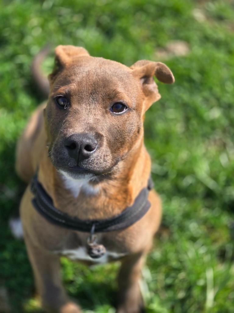 Enlarge CHOCCO, a Adoptable mixed breed in Moberly, MO image 1/4