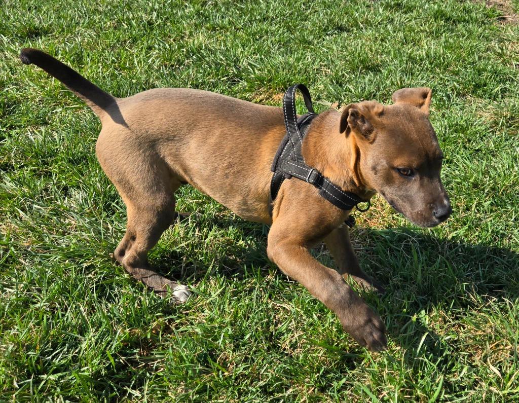Enlarge CHOCCO, a Adoptable mixed breed in Moberly, MO image 2/4