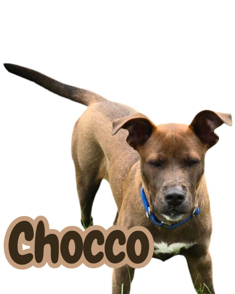 Enlarge CHOCCO, a Adoptable mixed breed in Moberly, MO image 3/5