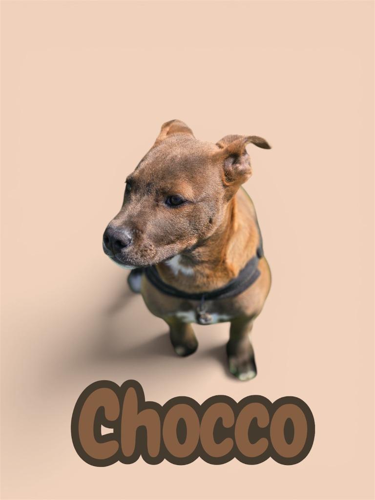 Enlarge CHOCCO, a Adoptable mixed breed in Moberly, MO image 3/4