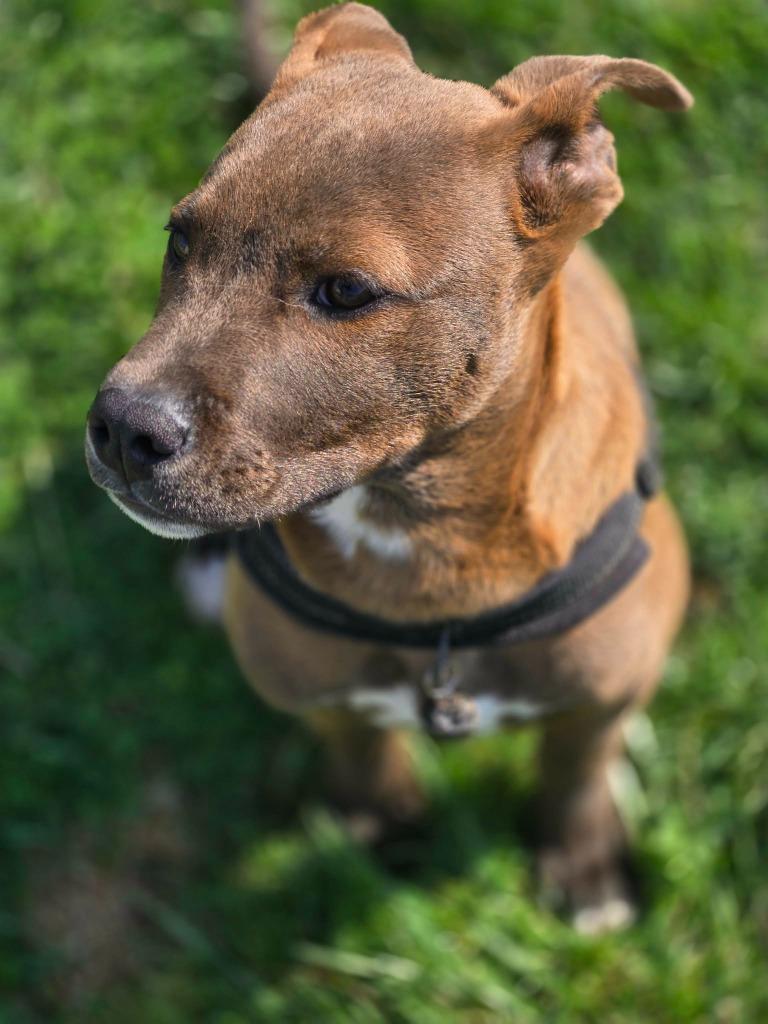 Enlarge CHOCCO, a Adoptable mixed breed in Moberly, MO image 4/4