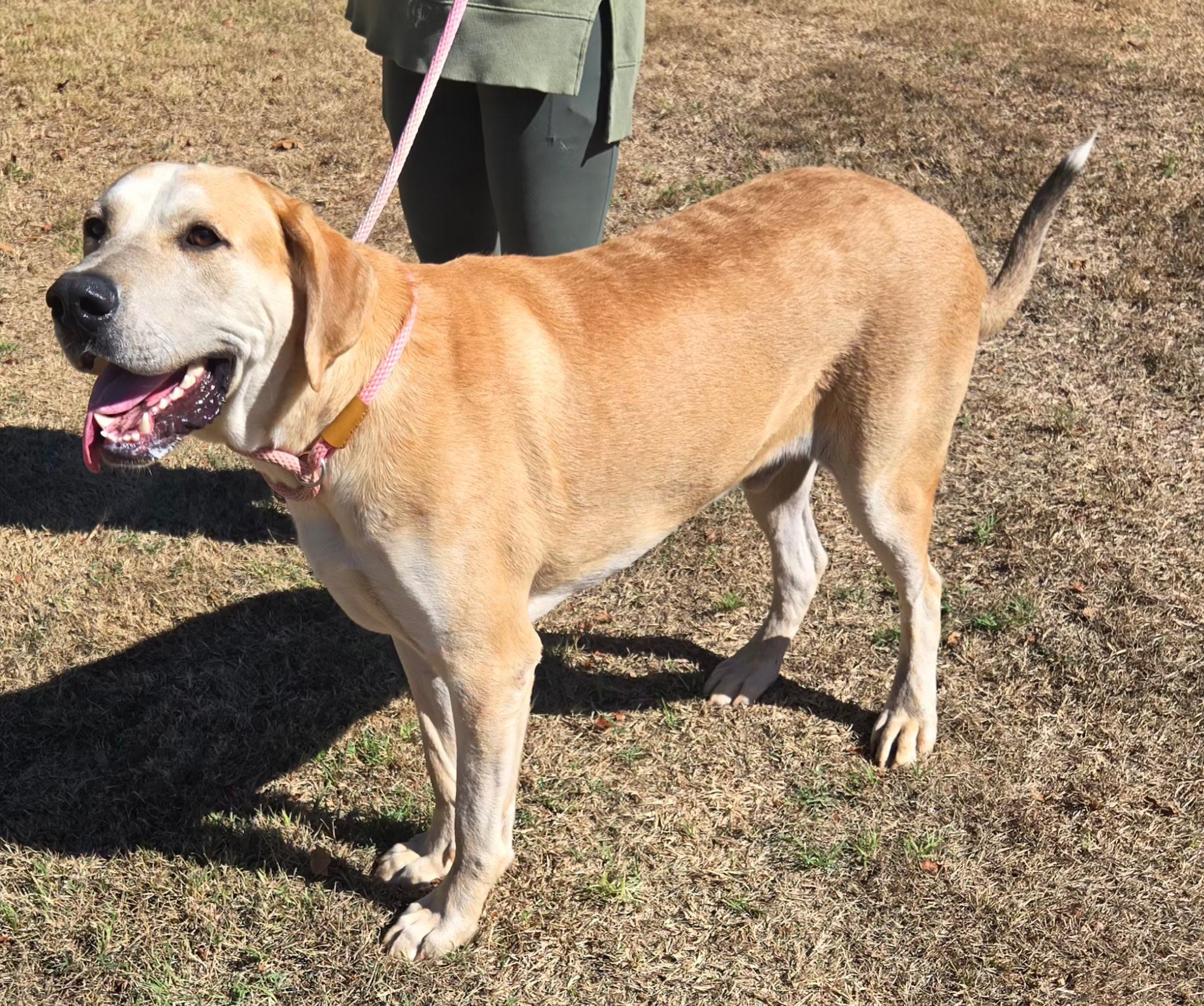 Enlarge BUDDY 425, a Adoptable mixed breed in Milwaukee, WI image 2/5