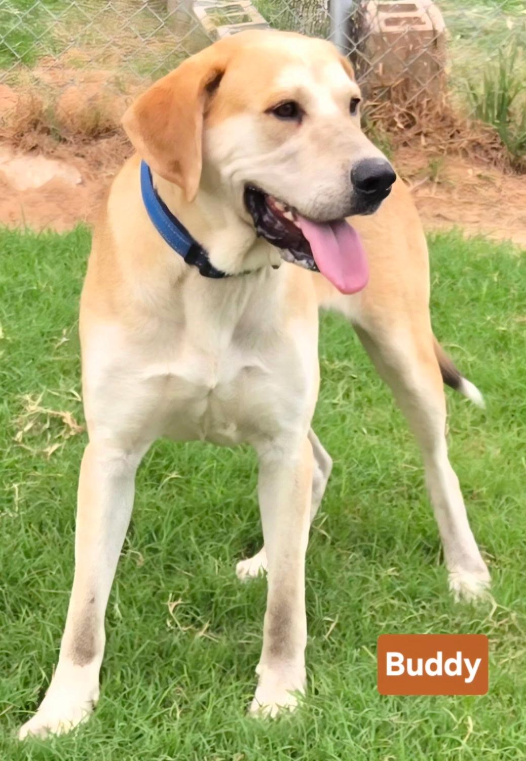 Enlarge BUDDY 425, a Adoptable mixed breed in Milwaukee, WI image 5/5