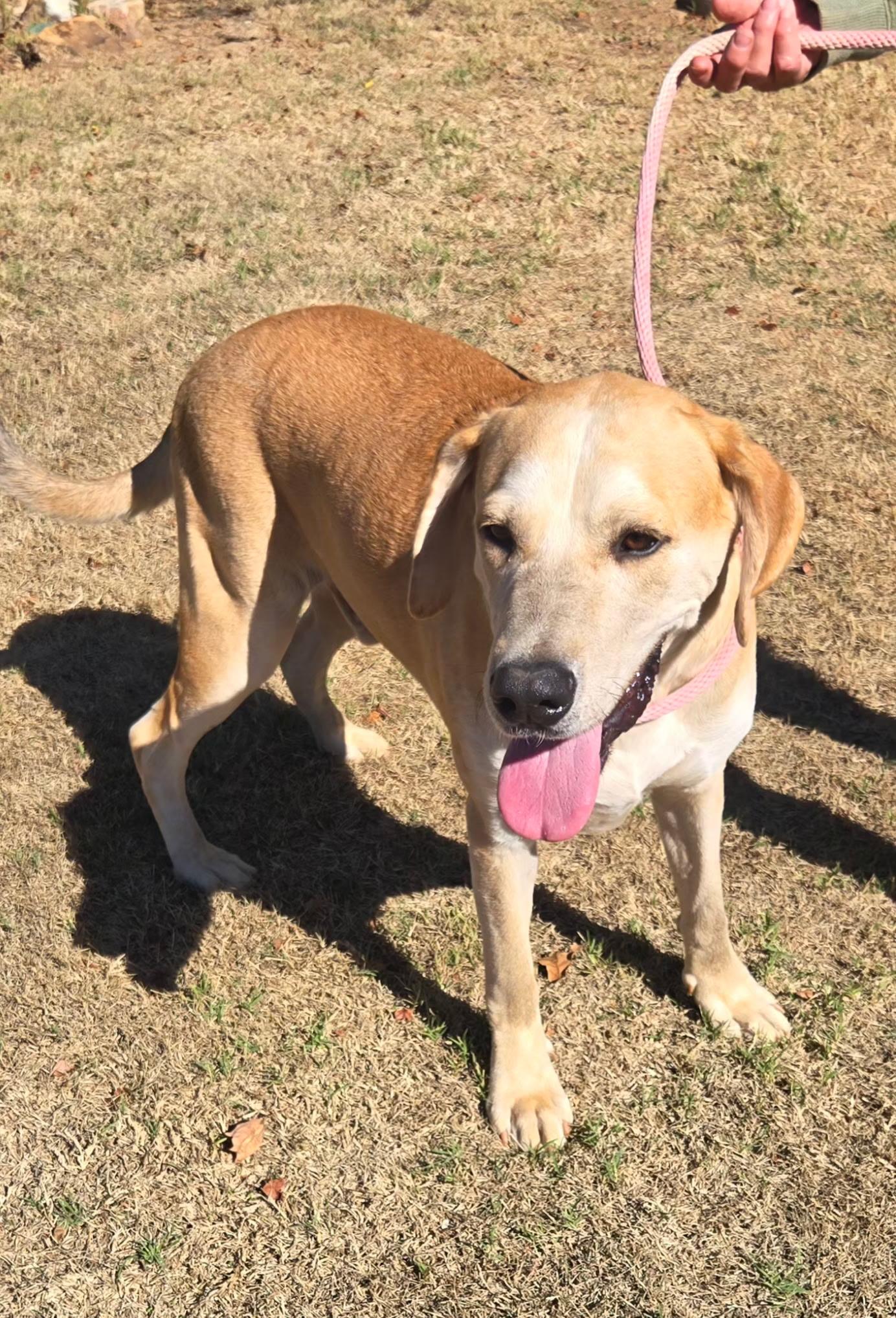 Enlarge BUDDY 425, a Adoptable mixed breed in Milwaukee, WI image 1/5