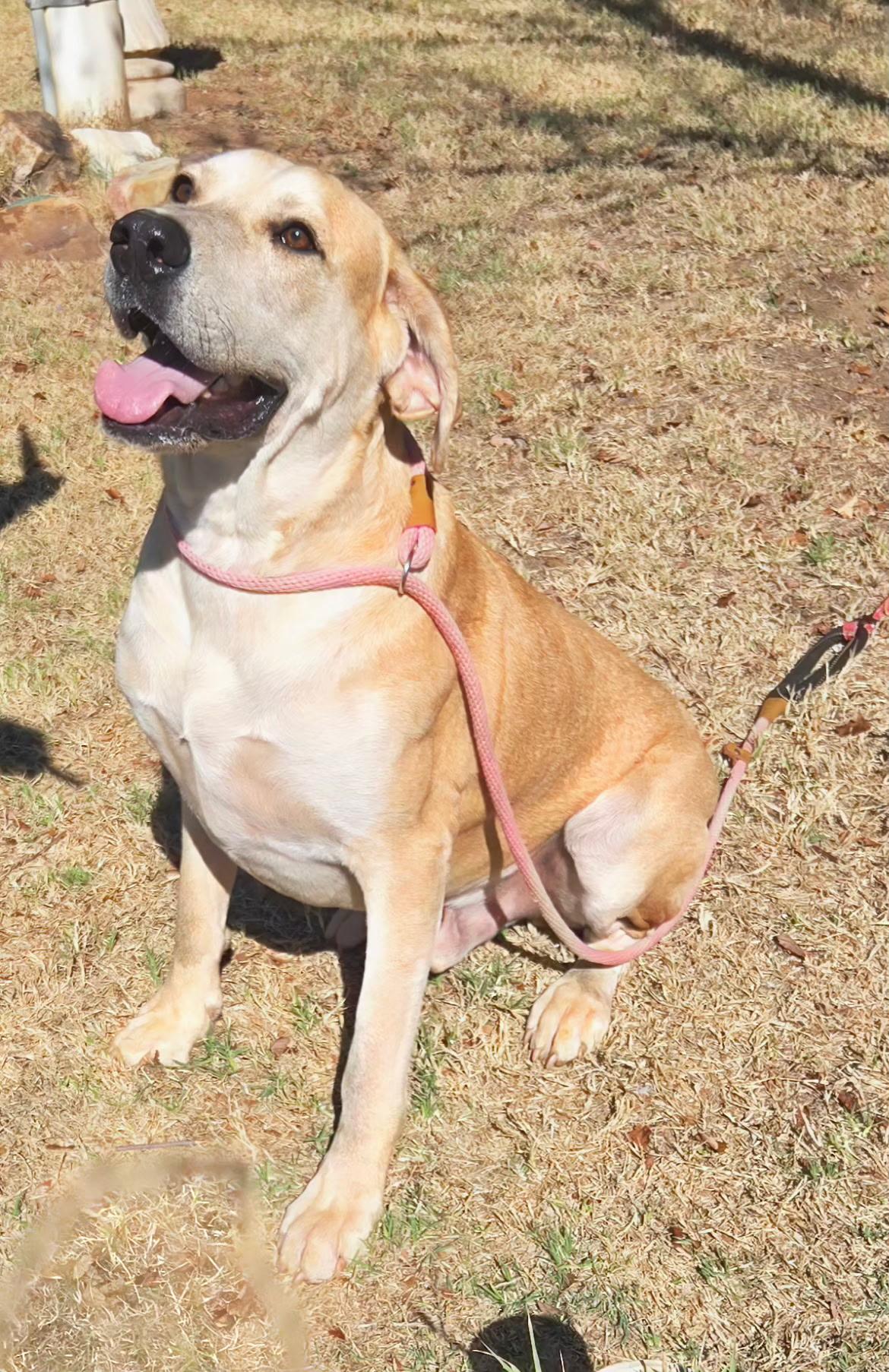 Enlarge BUDDY 425, a Adoptable mixed breed in Milwaukee, WI image 4/5