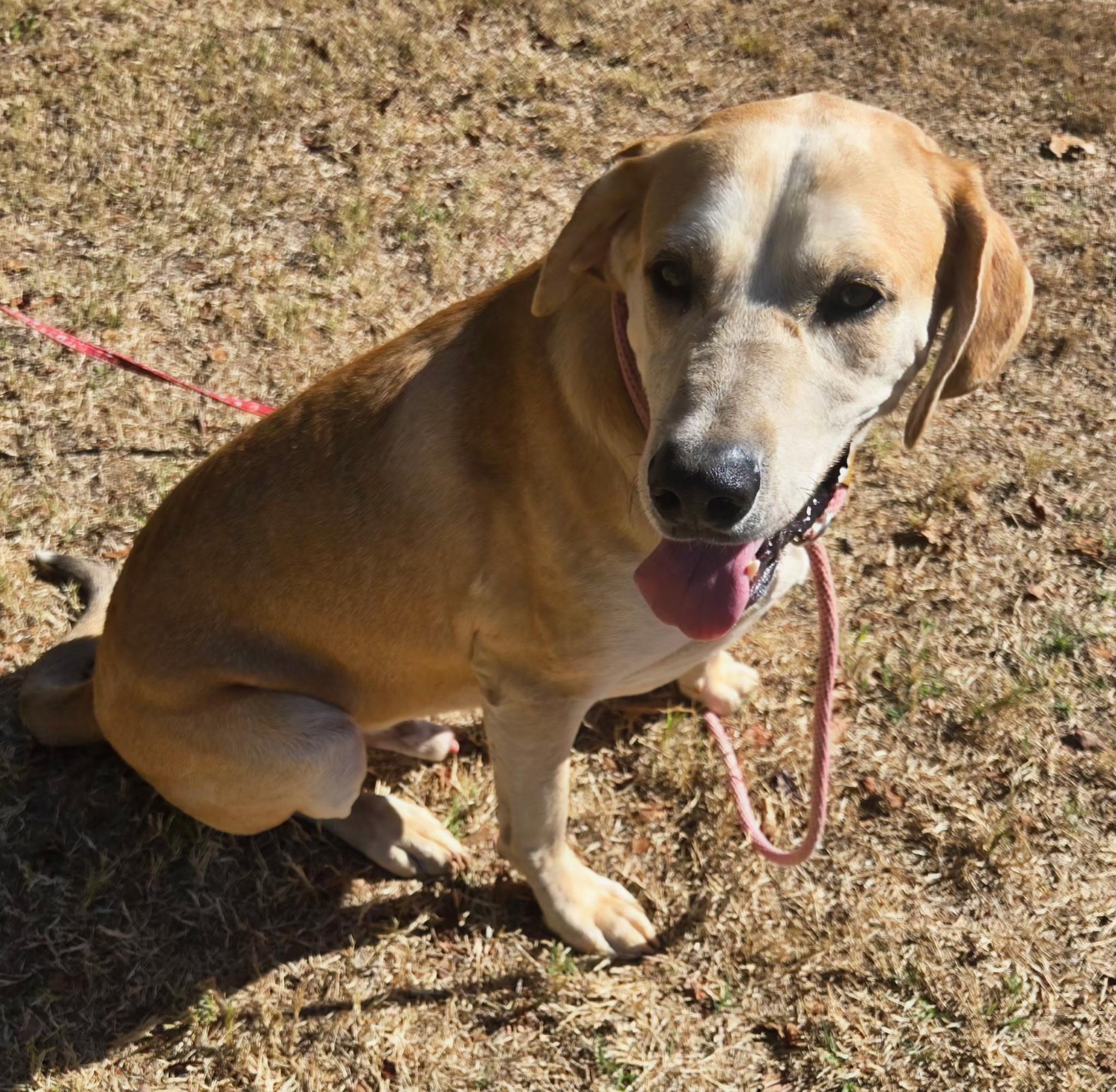 Enlarge BUDDY 425, a Adoptable mixed breed in Milwaukee, WI image 3/5