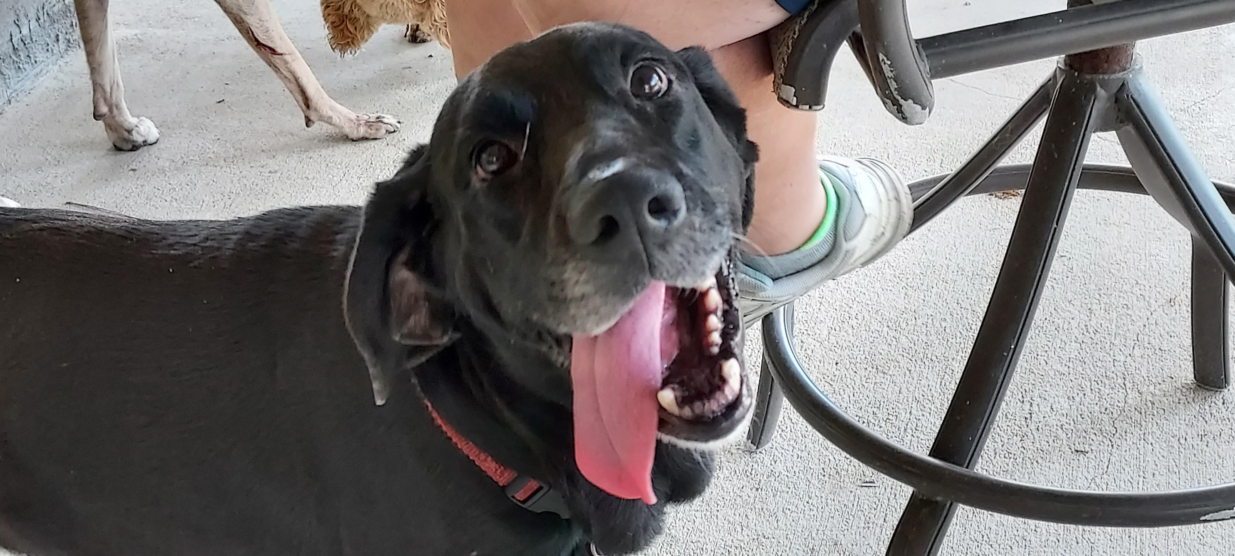 Sunny, a Adoptable mixed breed in Panama City, FL image 2/6