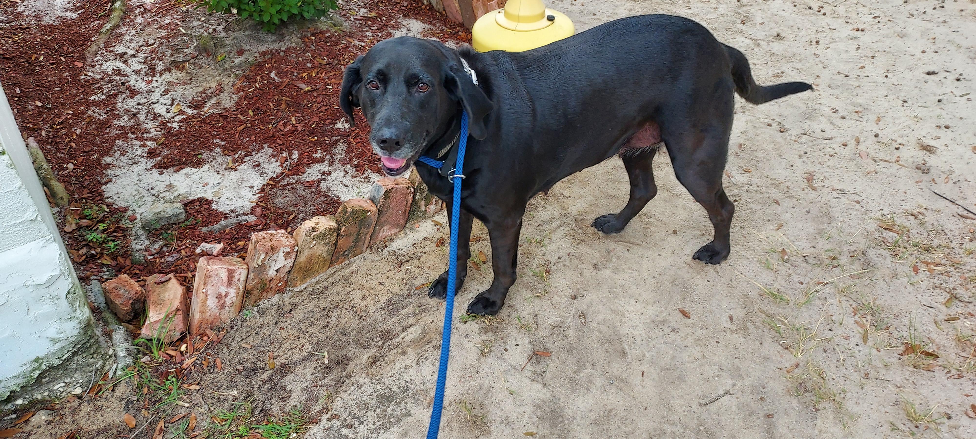 Sunny, a Adoptable mixed breed in Panama City, FL image 3/6