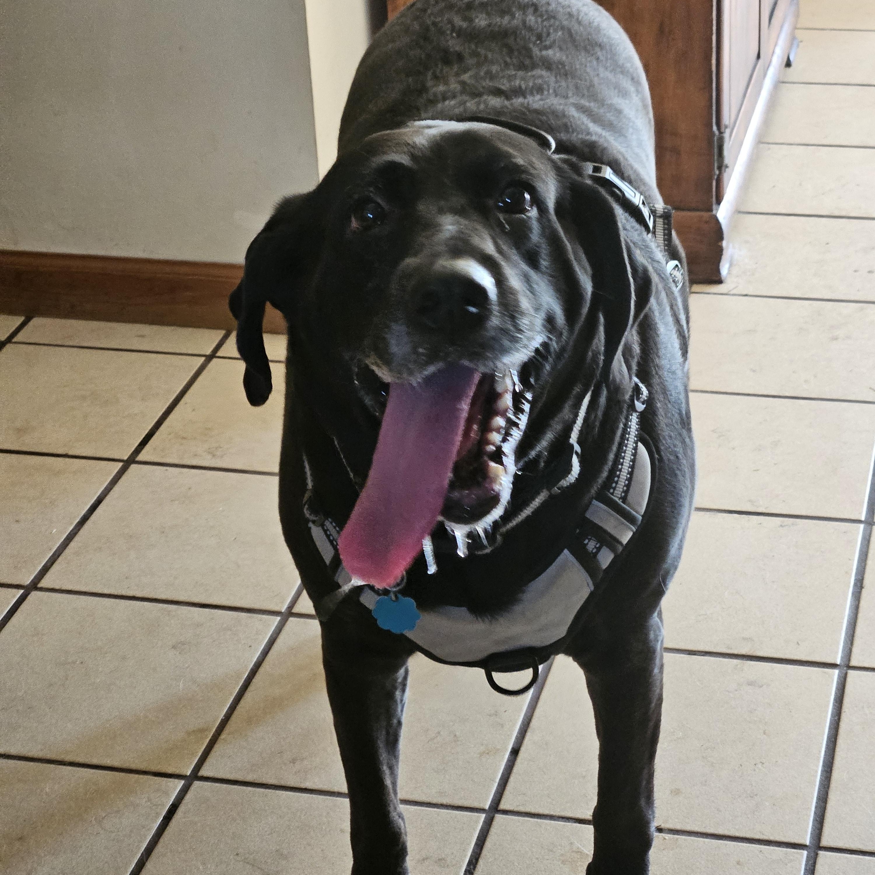 Sunny, a Adoptable mixed breed in Panama City, FL image 4/6