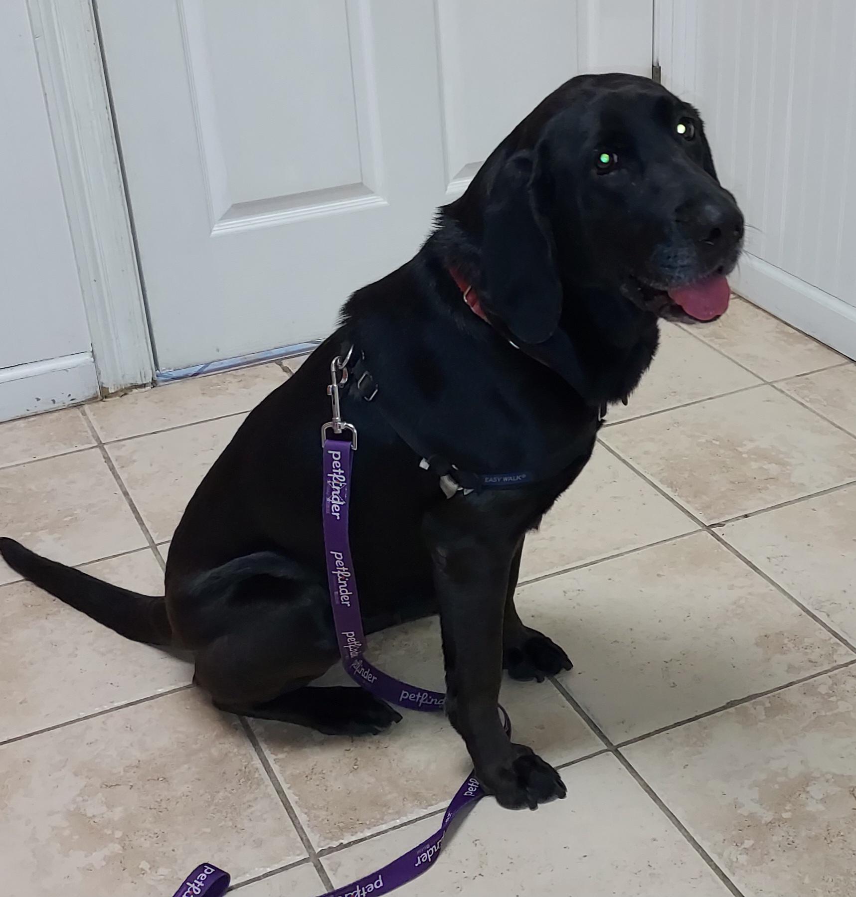 Sunny, a Adoptable mixed breed in Panama City, FL image 6/6