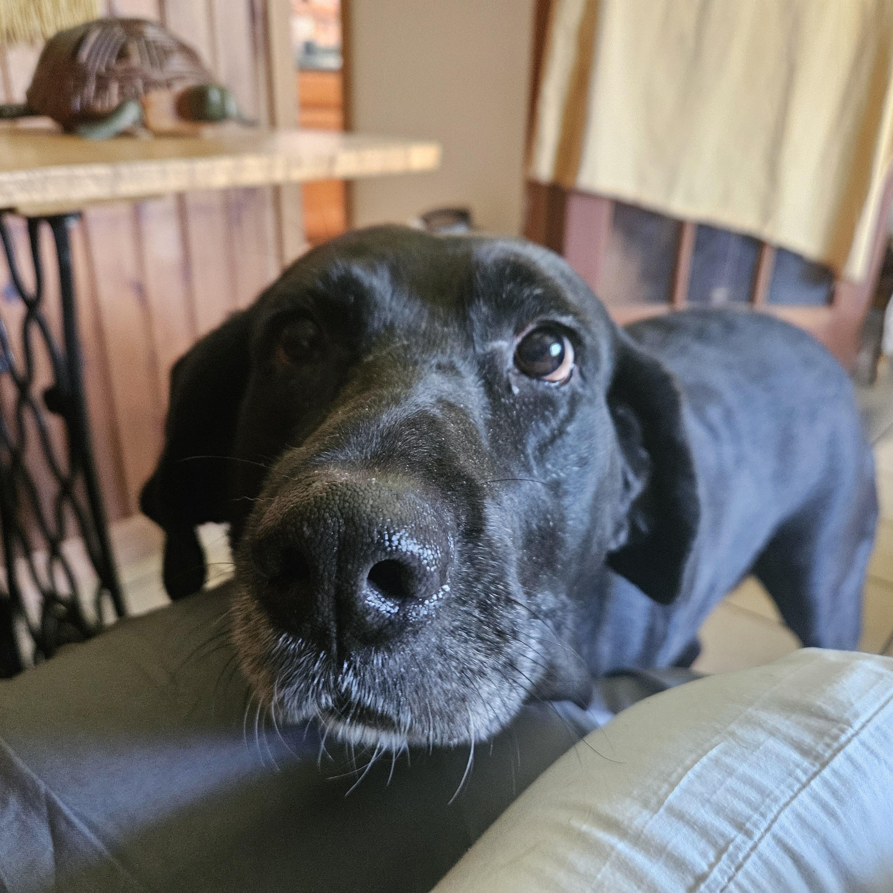 Sunny, a Adoptable mixed breed in Panama City, FL image 1/6