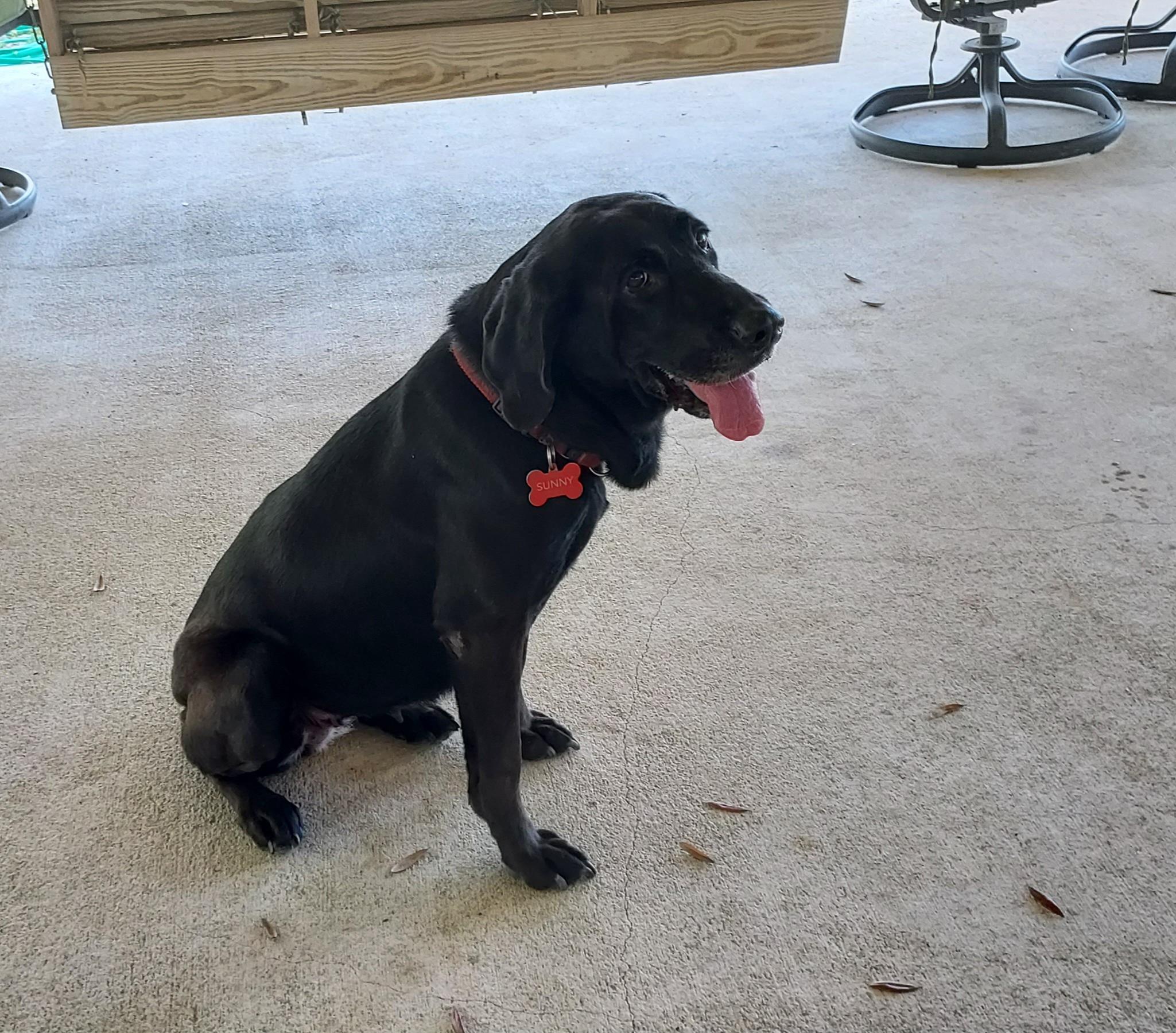 Sunny, a Adoptable mixed breed in Panama City, FL image 5/6