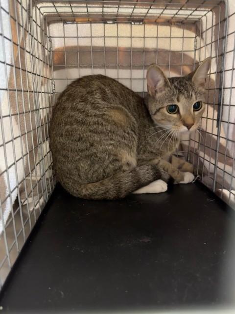 BIRDIE, Adoptable, Young Female Domestic Short Hair.