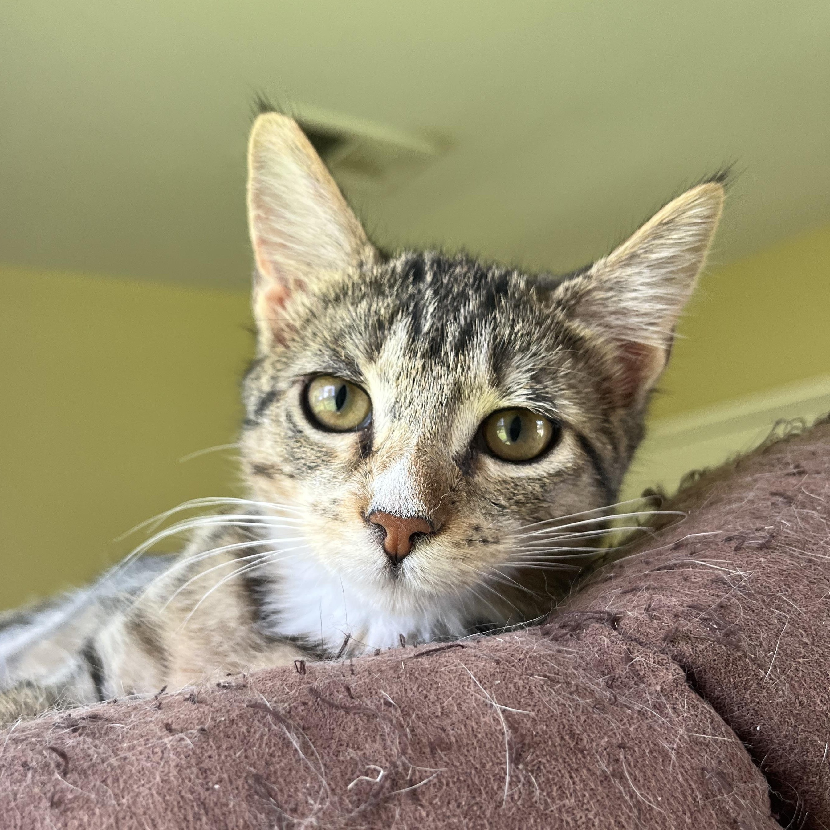 Enlarge Clove, a Adoptable Domestic Short Hair in Hammond, LA image 3/3